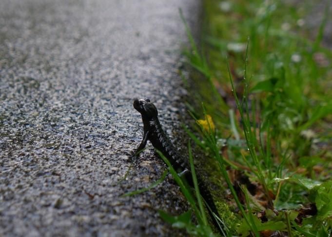 Ein glänzend schwarzer Alpensalamander steht am Übergang zwischen Wiese und nassem Asphalt.