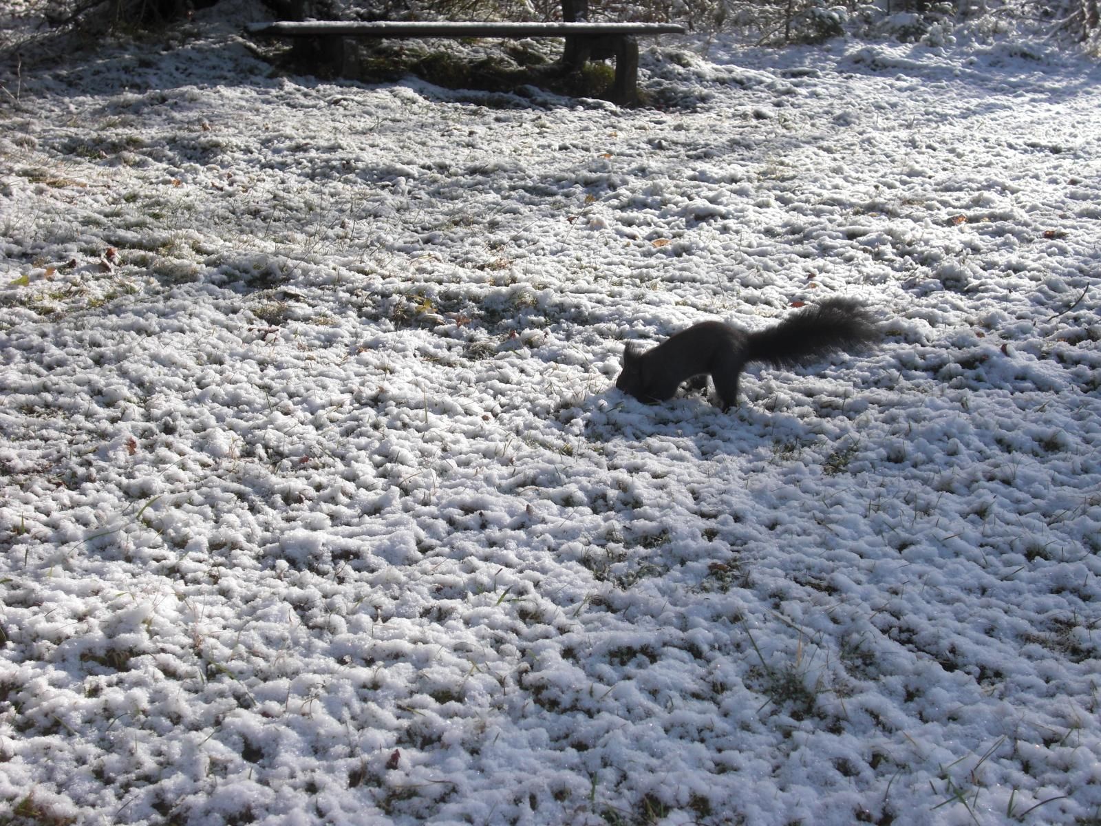 Eichhörnchen im Winter