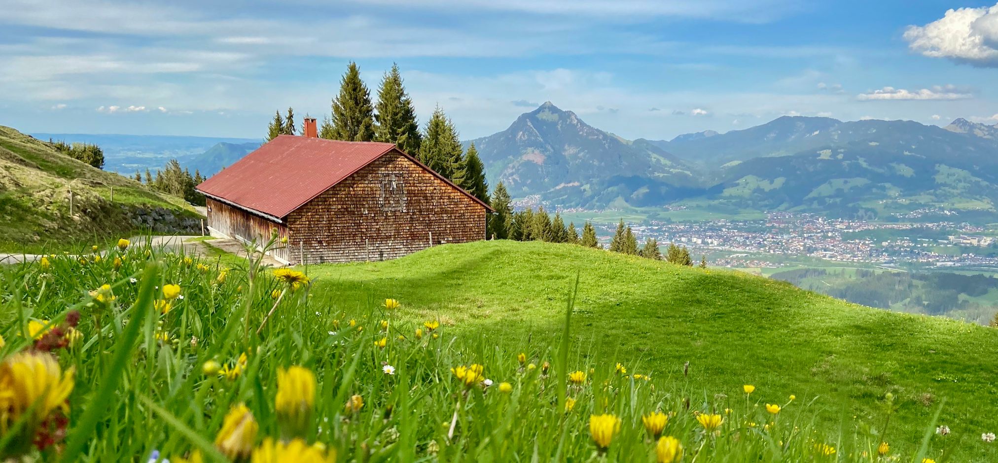 Blühende Alpwiese mit Horn Alpe, der Grünten im Hintergrund