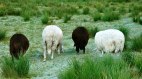Schafe im Tiefenberger Moos bei Ofterschwang