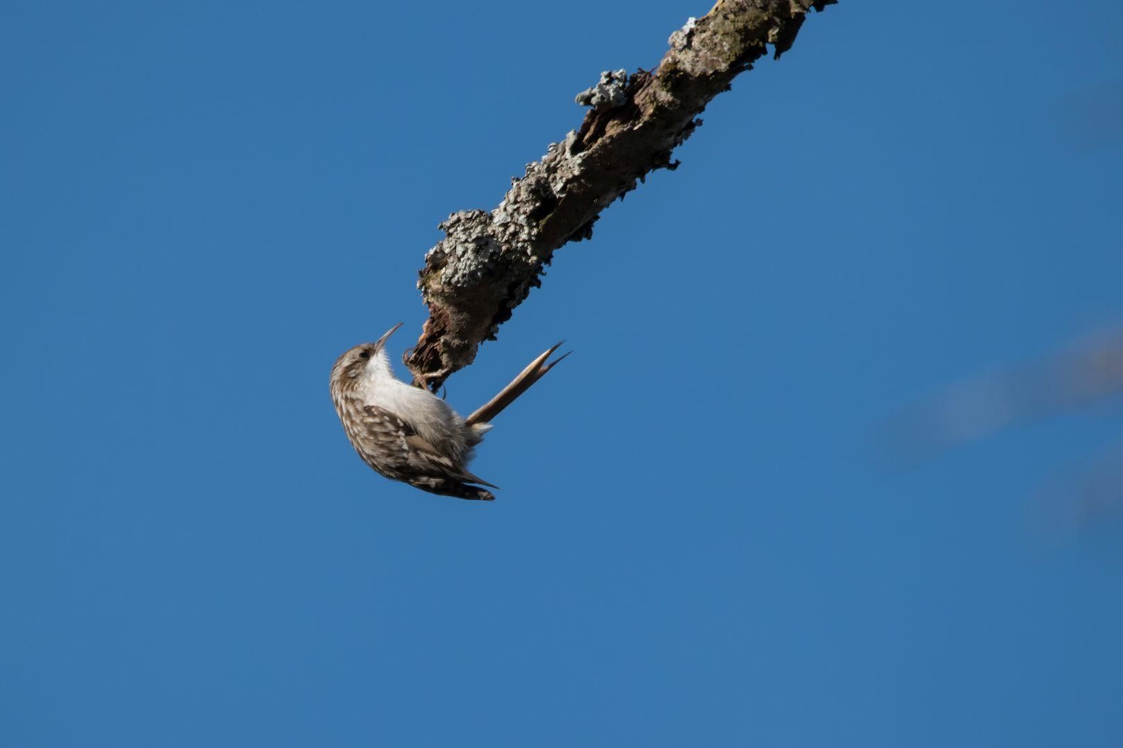 Ein Gartenbaumläufer (kleiner, leichter Vogel mit nach unten gebogenem Schnabel) hängt an einem Ast ohne Blätter