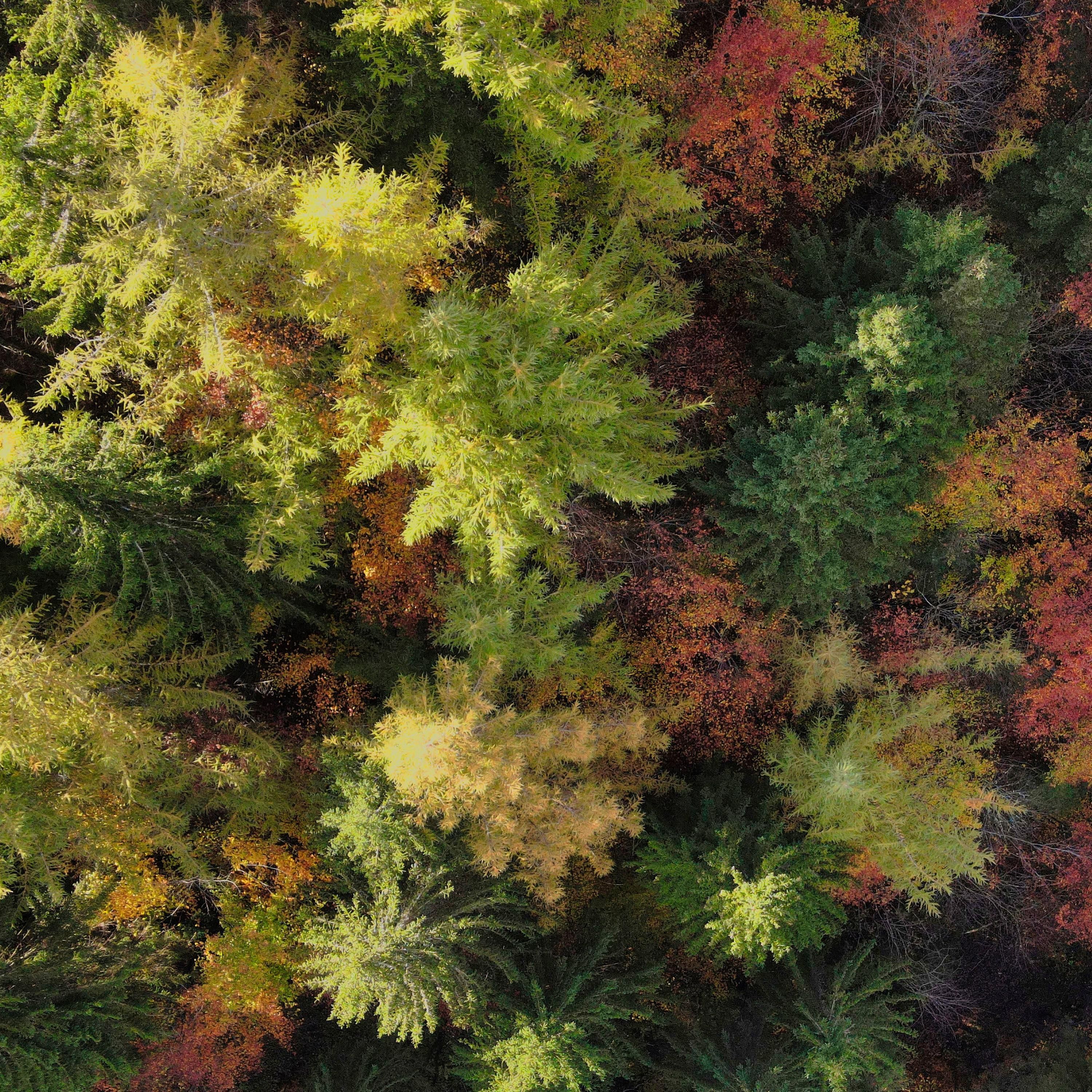 Bergmischwald: Bäume in rot, grün und orange gefärbt