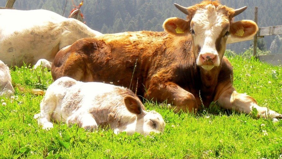 Das Vieh genießt die Weide, © Kräuterhof Bächle-Waibel - Ofterschwang