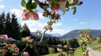 Frühling, © Haus Alpensonne - Bolsterlang