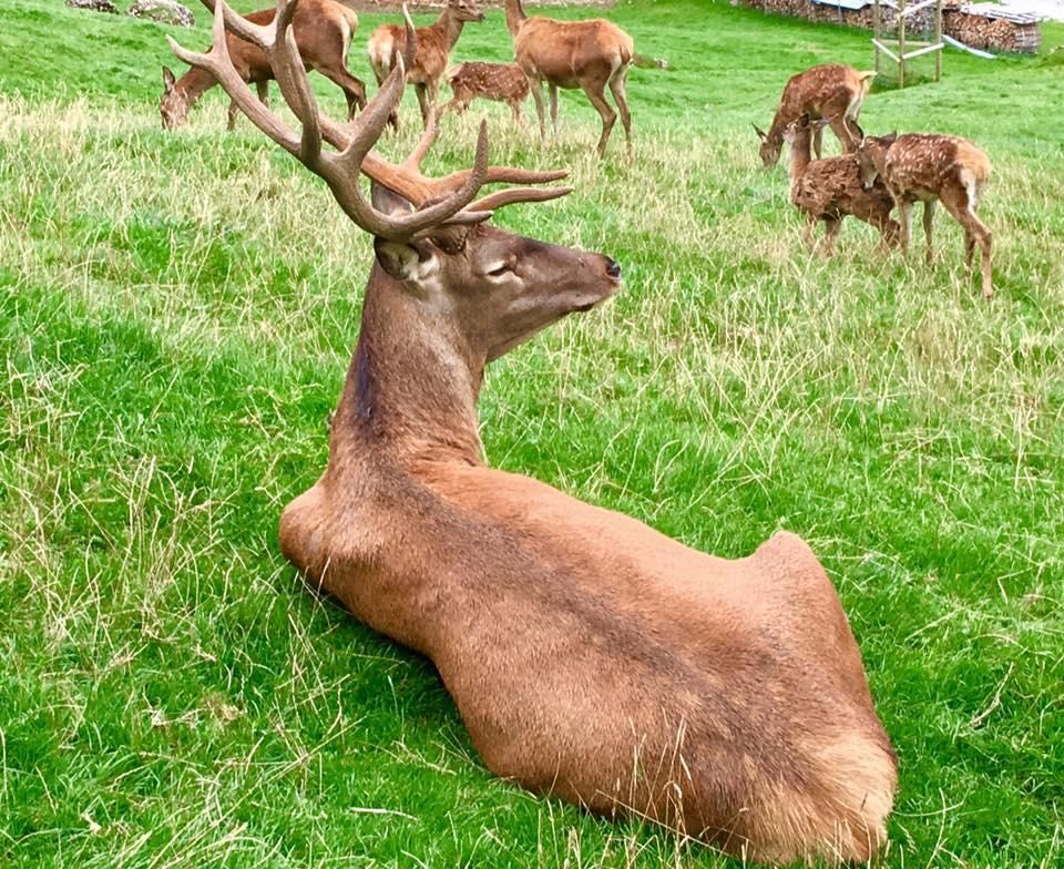 Rothirsch mit großem Geweih liegt auf einer grünen Wiese. Im Hintergrund weitere Hirsche und Hirschkälber auf der Weide des Wildgeheges Balderschwang