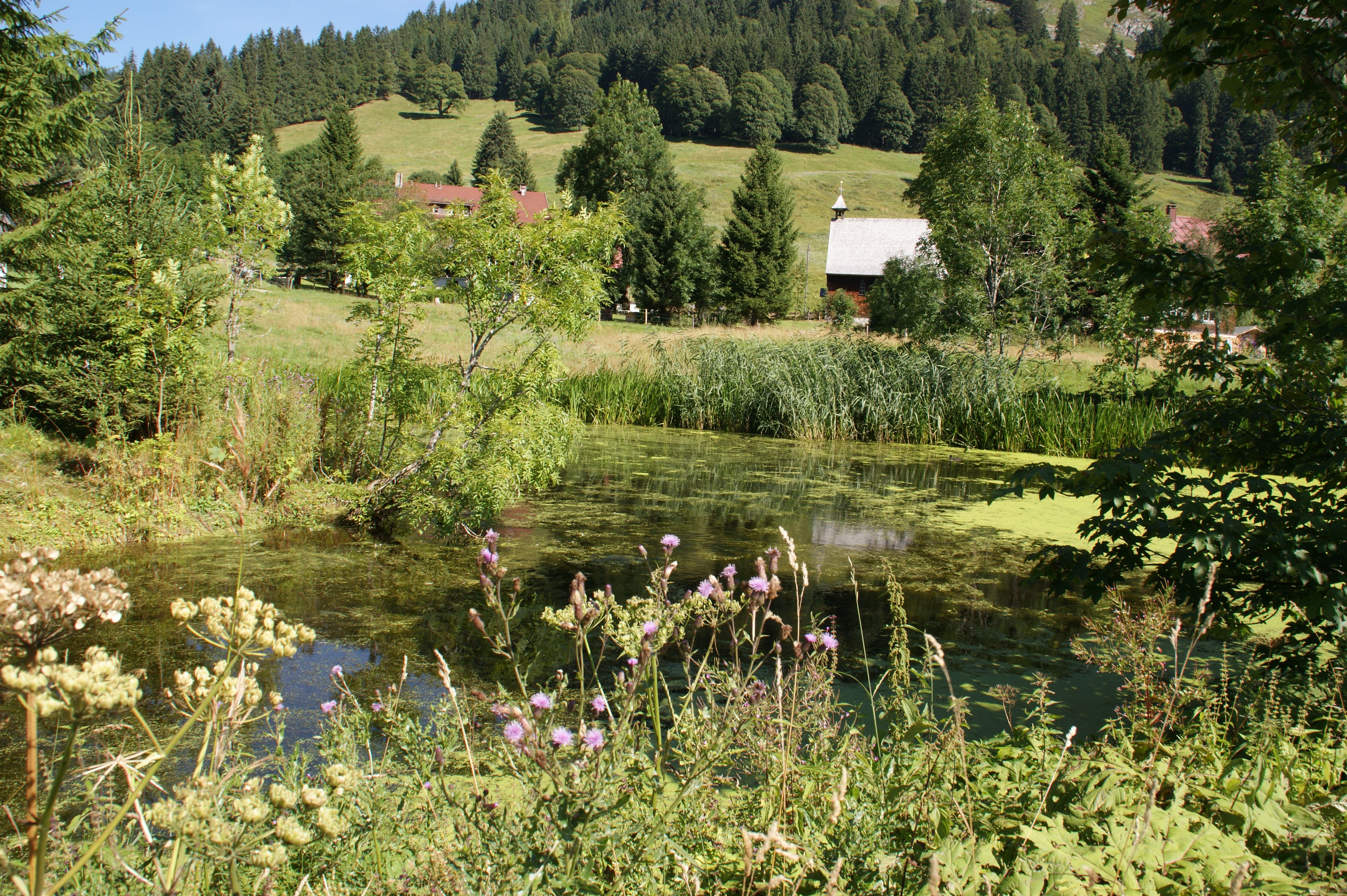 Idyllische Landschaft im Rohrmoos mit Weiher, Wiesen, Wäldern und Alpen