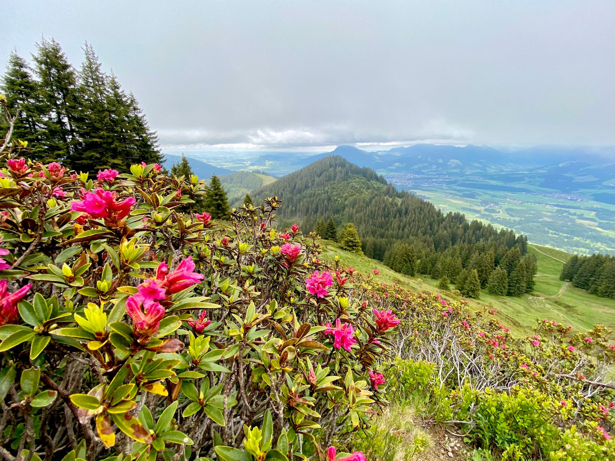 Alpenrosenblüte am Rangiswanger Horn