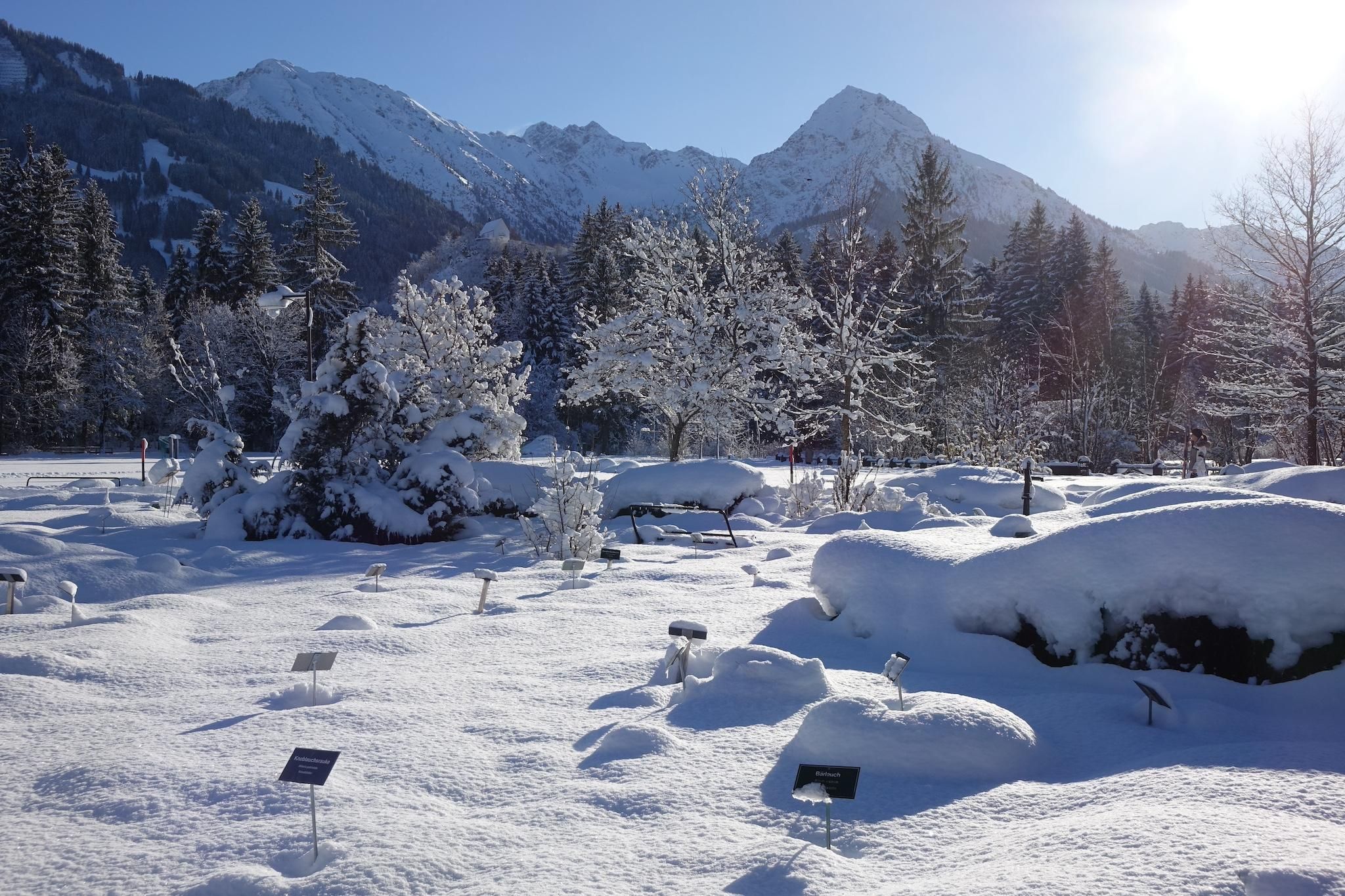 Eine verschneite Winterlandschaft mit schneebedeckten Bäumen und Bergen im Hintergrund. Die Szene wirkt friedlich und hell unter einem klaren blauen Himmel.