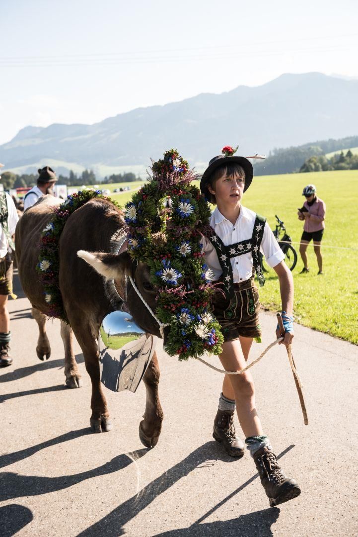 Ein kleiner Hirte in Tracht mit Stock und Hut läuft vor einem prächtig geschmückten Kranzrind mit großem Blumenschmuck und Glocken auf einem Weg.