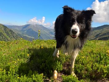 Wandern mit Hund - Hörnerdörfer im Allgäu