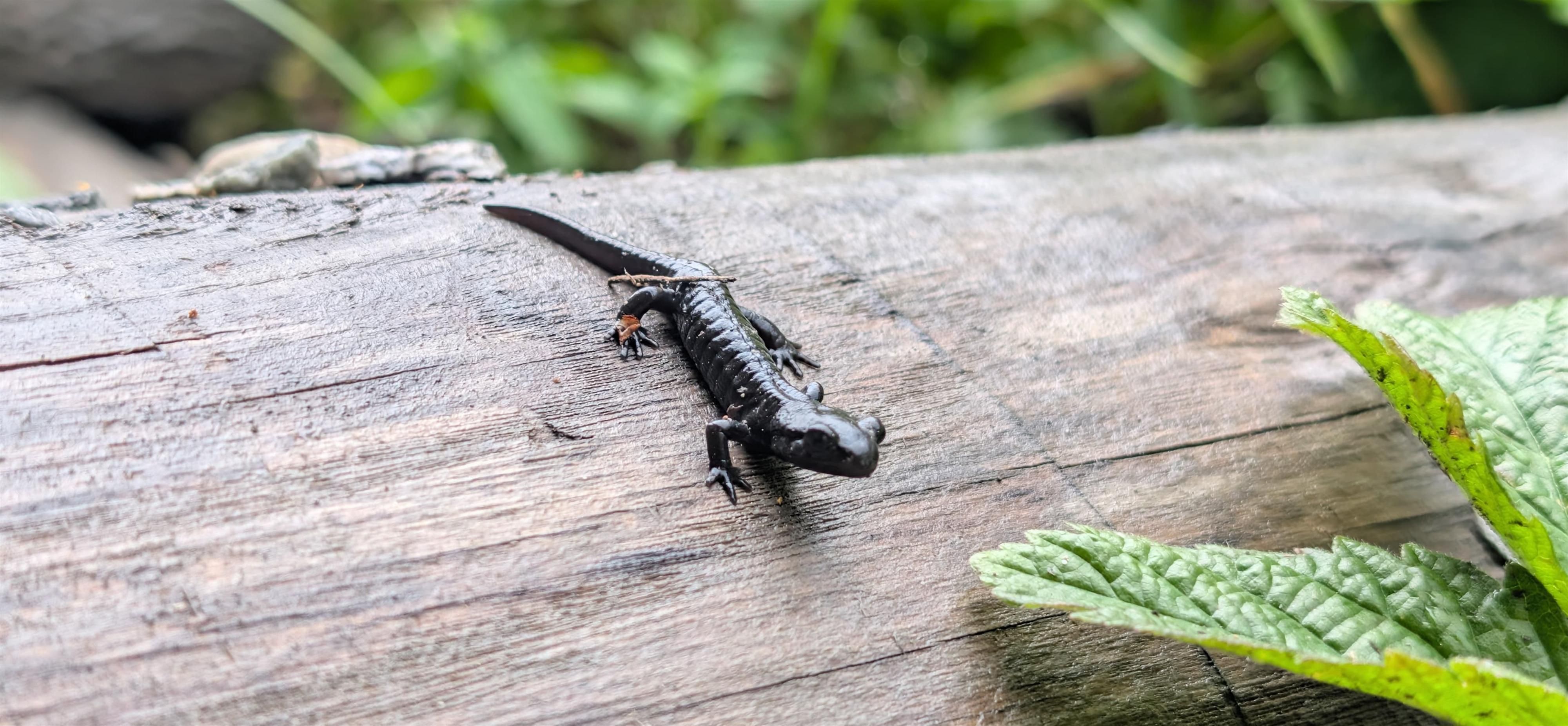 Ein schwarzer Alpensalamander krabbelt über einen verwitterten Baumstamm im Grünen.