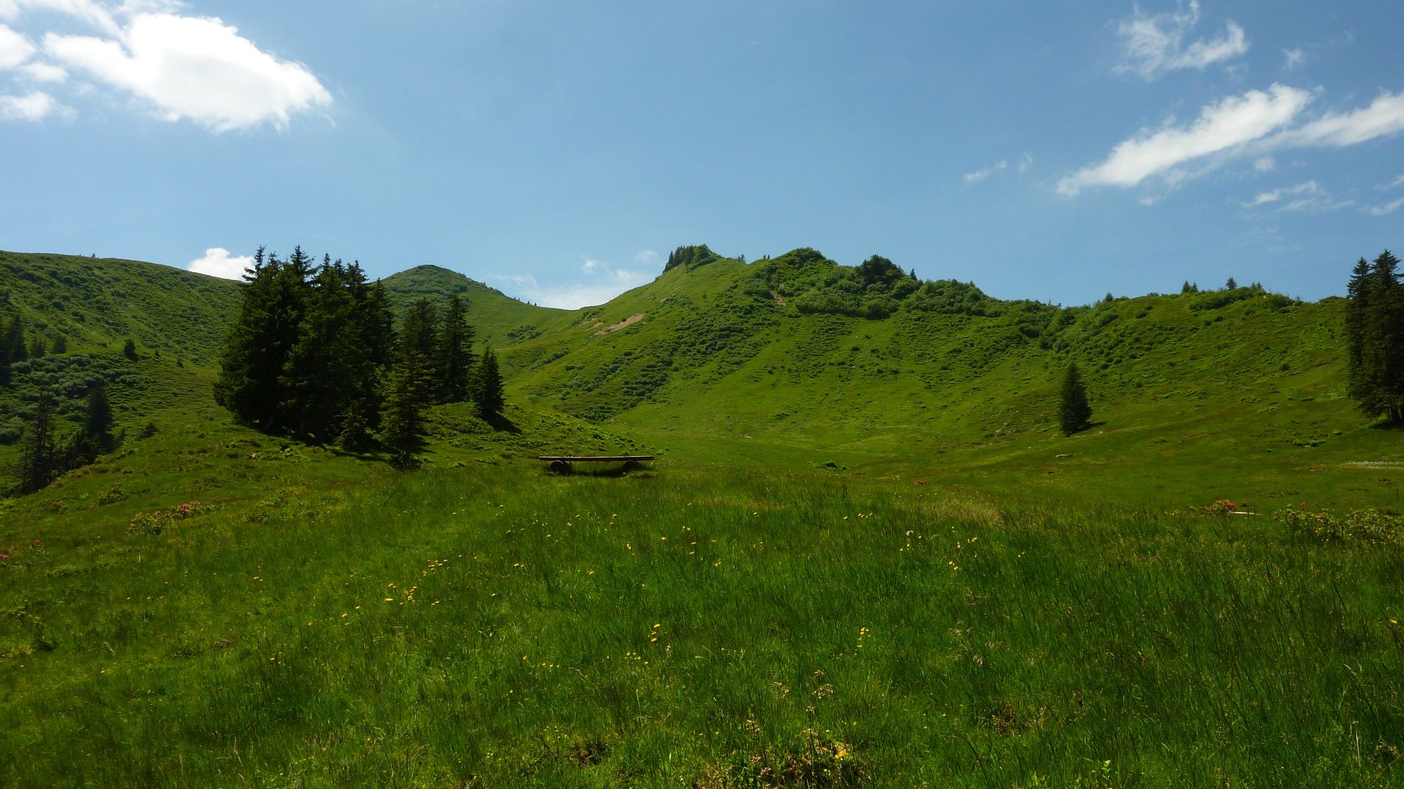 Blick auf die grünen Wiesenhänge des Riedberger Horn