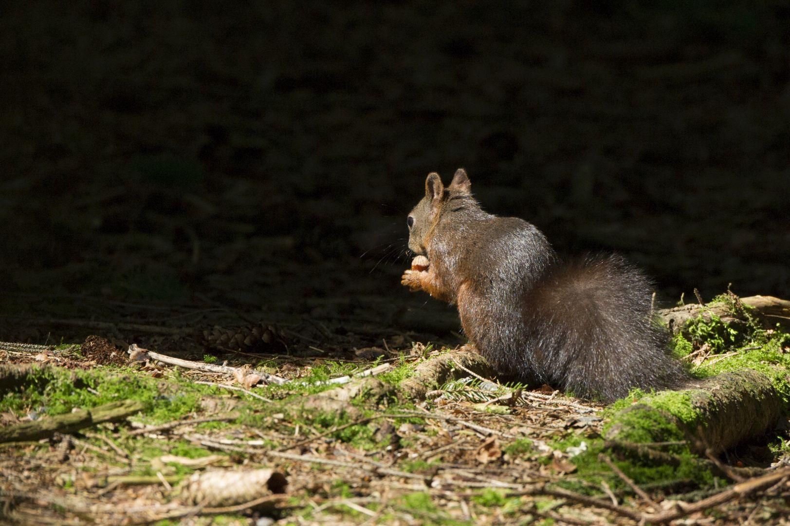 Ein Eichhörnchen im Wald, von hinten fotografiert, es frisst eine Eichel.