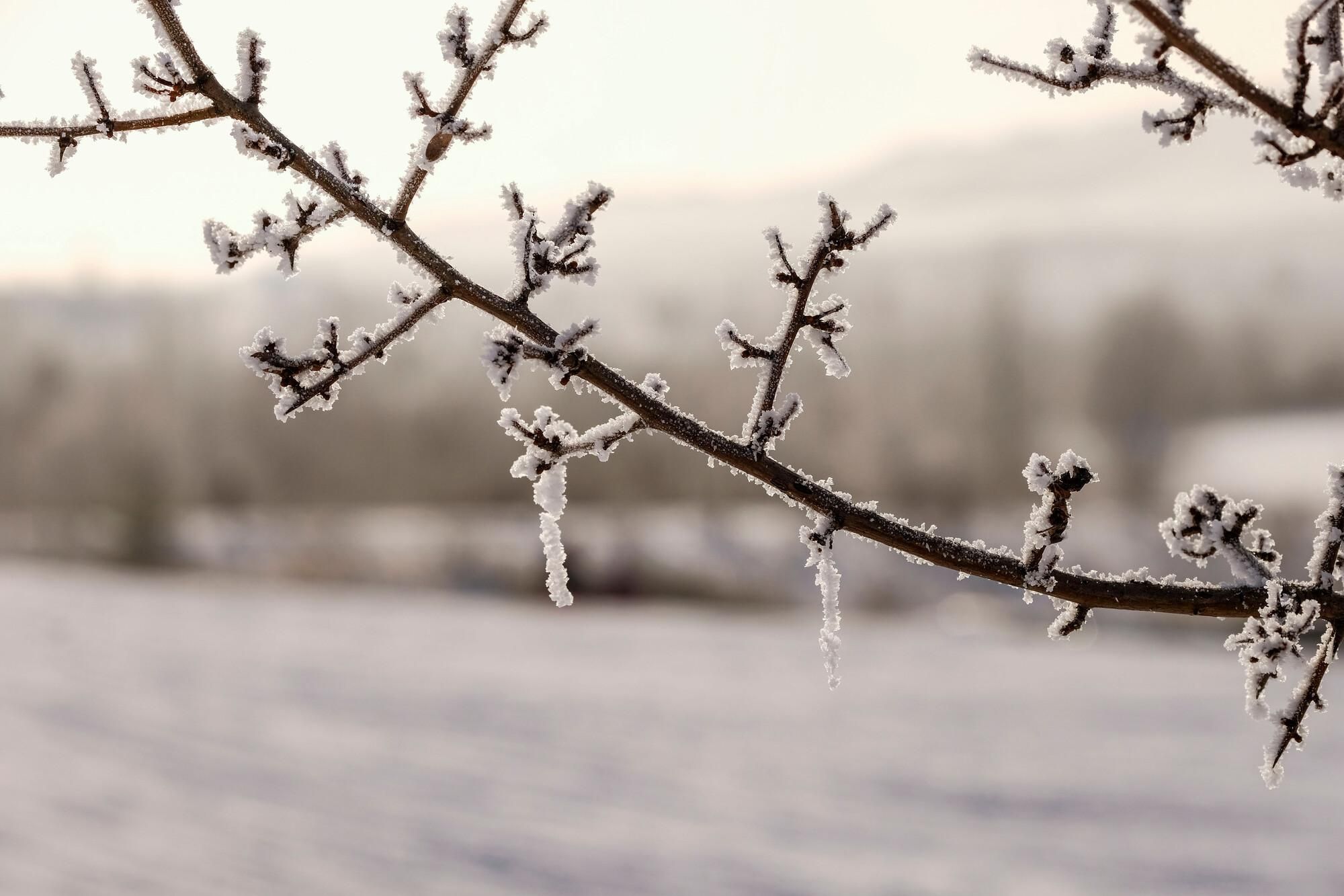 Ein frostiger Ast mit Eiszapfen. Im Hintergrund ist eine verschneite Landschaft zu sehen.