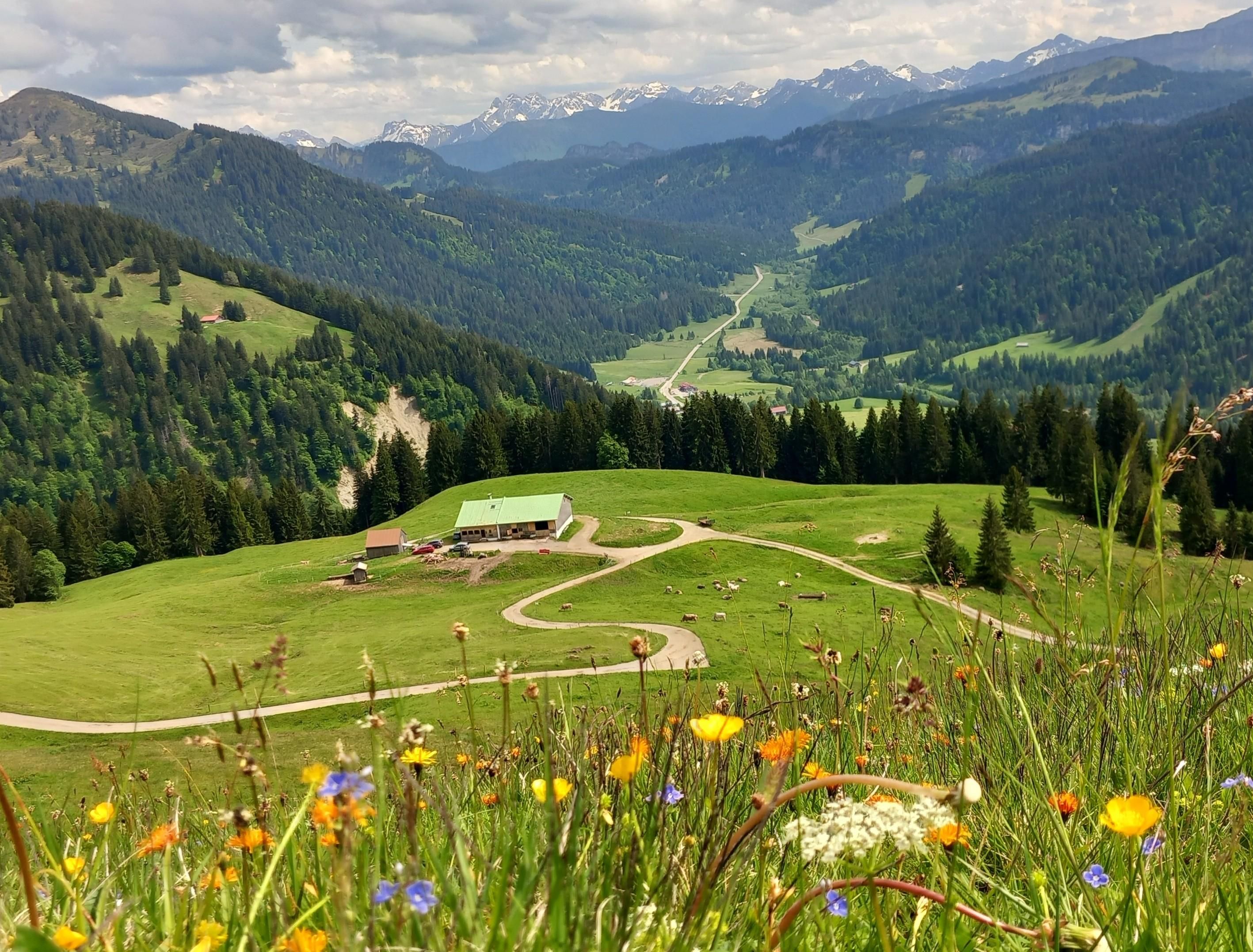 Blick auf die Sennalpe Oberbalderschwang von oben. Im Vordergrund sind Blumen zu sehen.