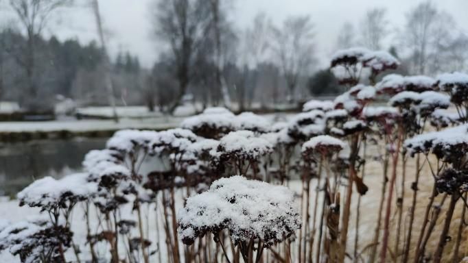 schneebedeckte Pflanzen