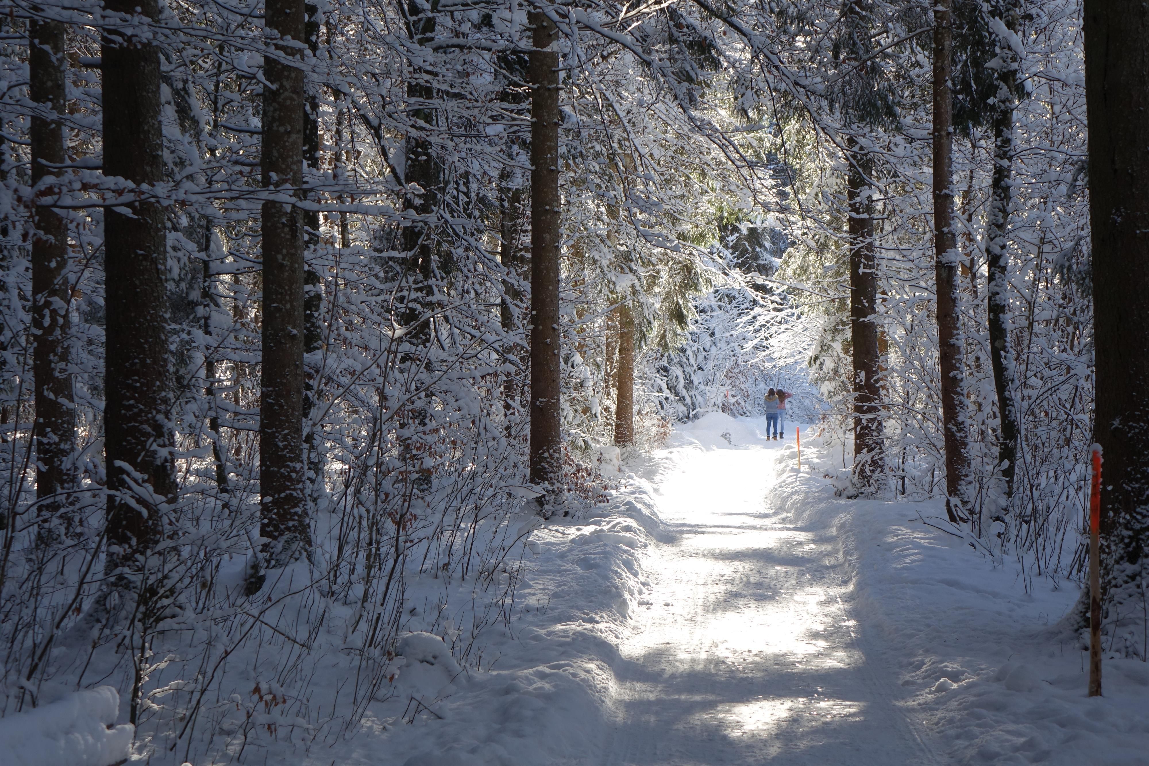 Ein Waldweg im Winter, Bäume und Weg sind verschneit.