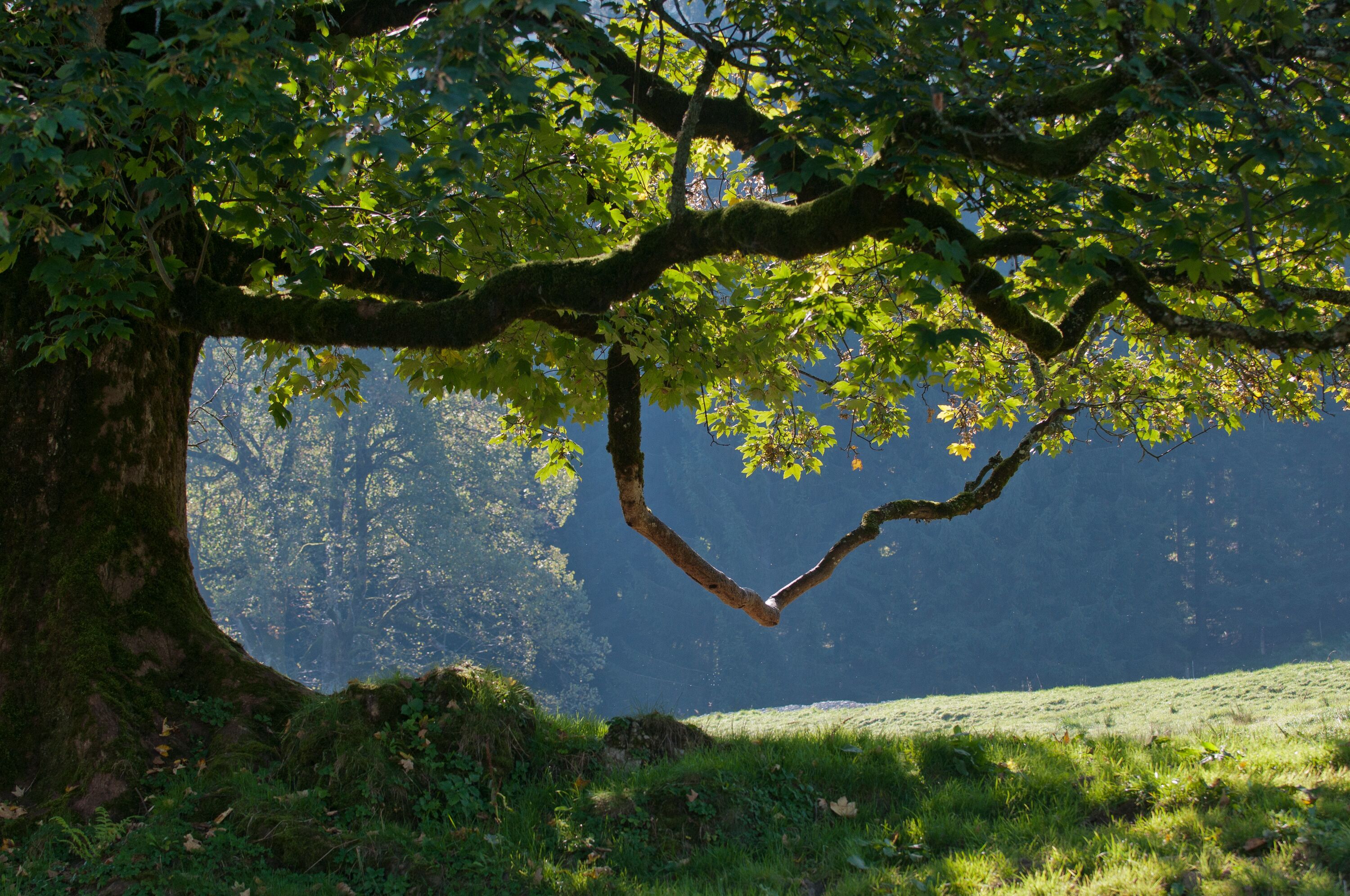 Unterhalb der Krone eines mächtigen Baumes