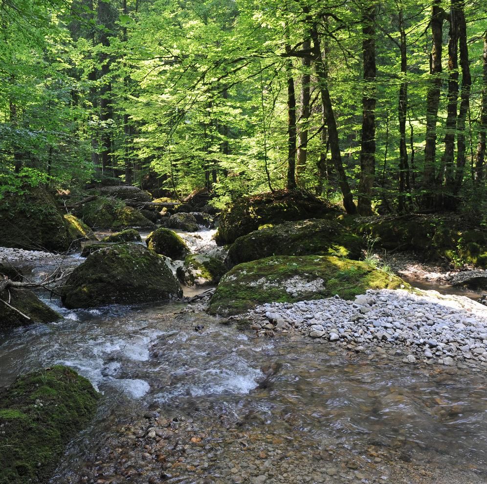 Ein wildromantischer Bach im Wald entlang der Radtour