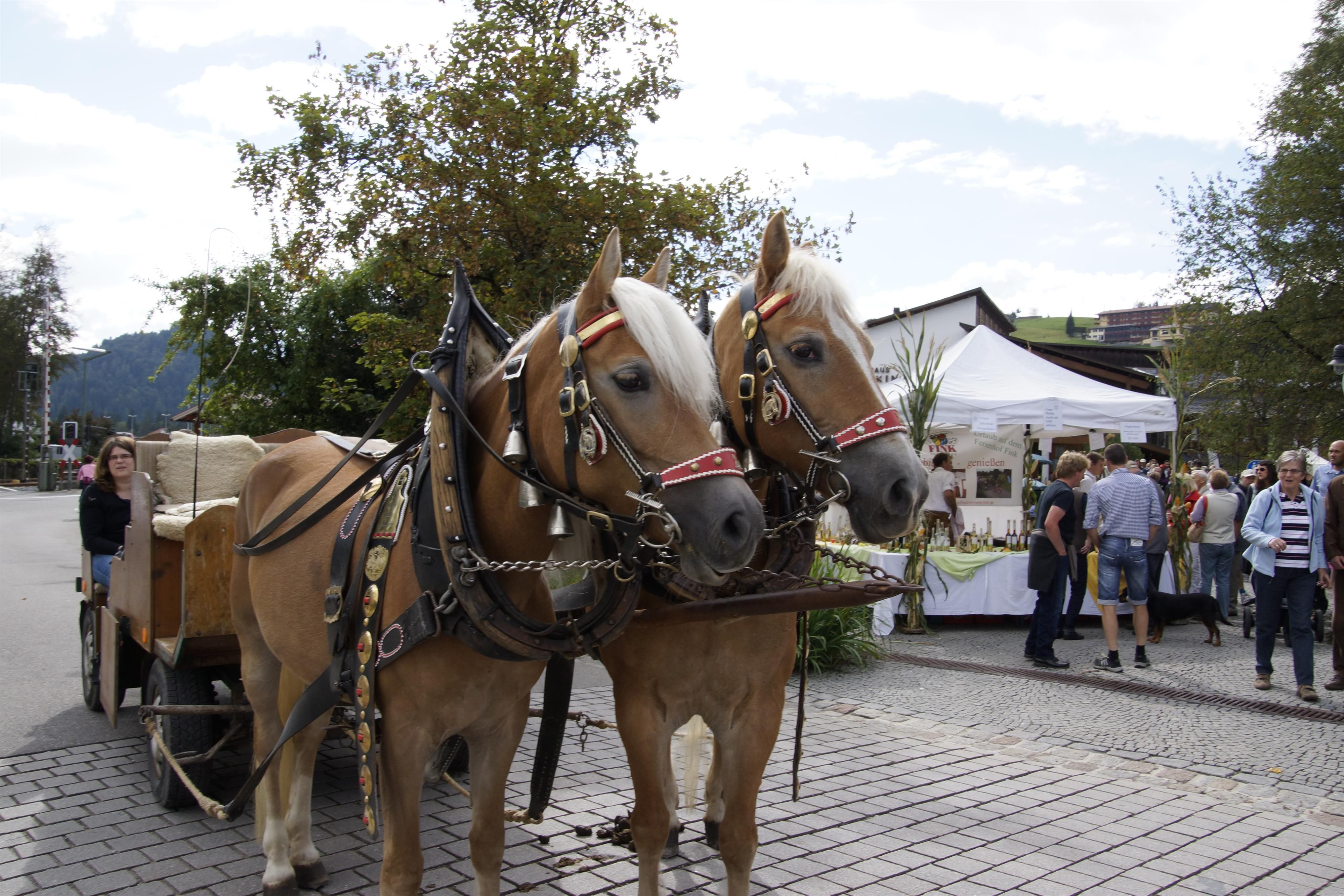 Beim Käse- und Handwerkermarkt: zwei Haflinger warten mit der Kutsche auf Gäste für eine kleine Rundfahrt.
