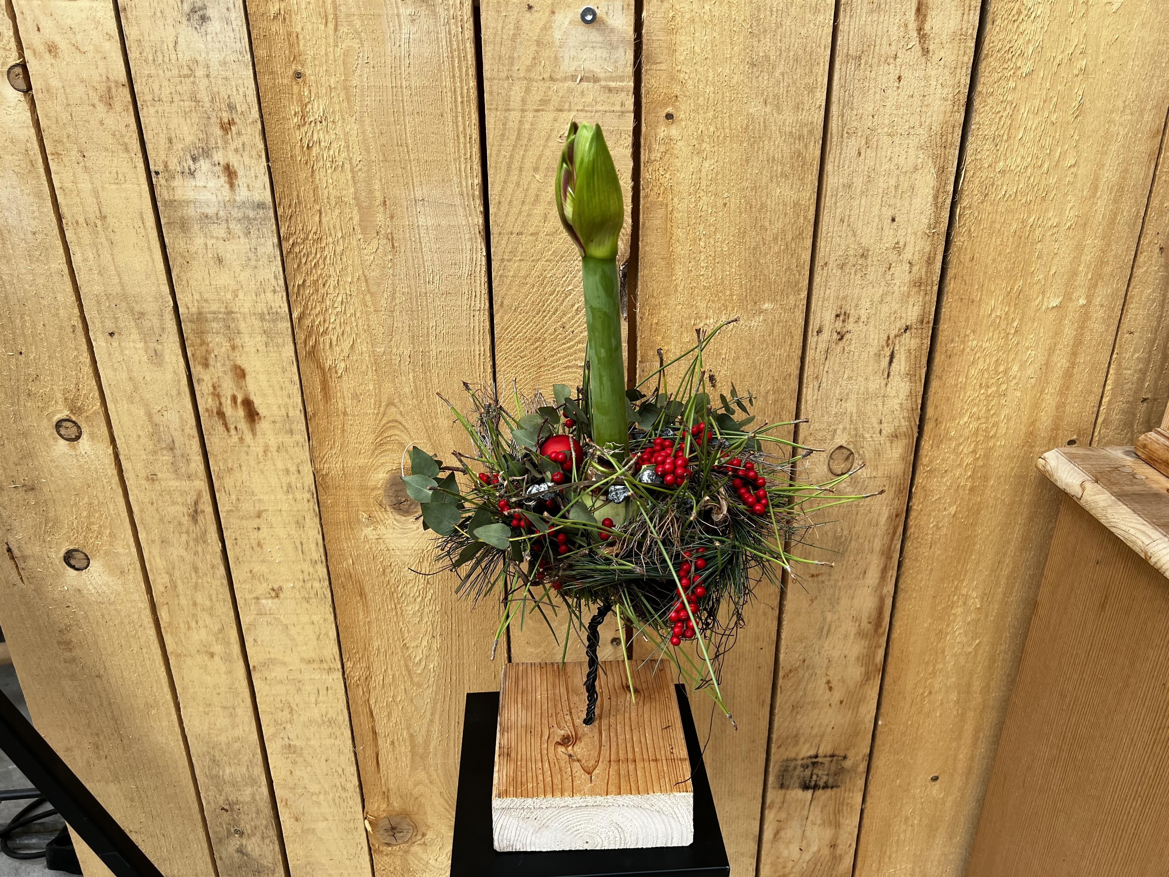 Schwebende Amaryllis