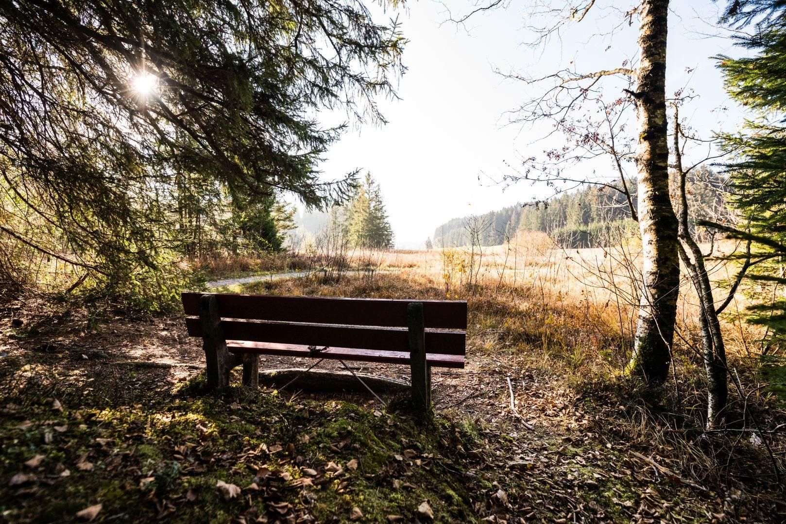 Holzbank im schattigen Waldbereich am Rande des Tiefenberger Mooses. Sonnenstrahlen scheinen durch die Bäume.