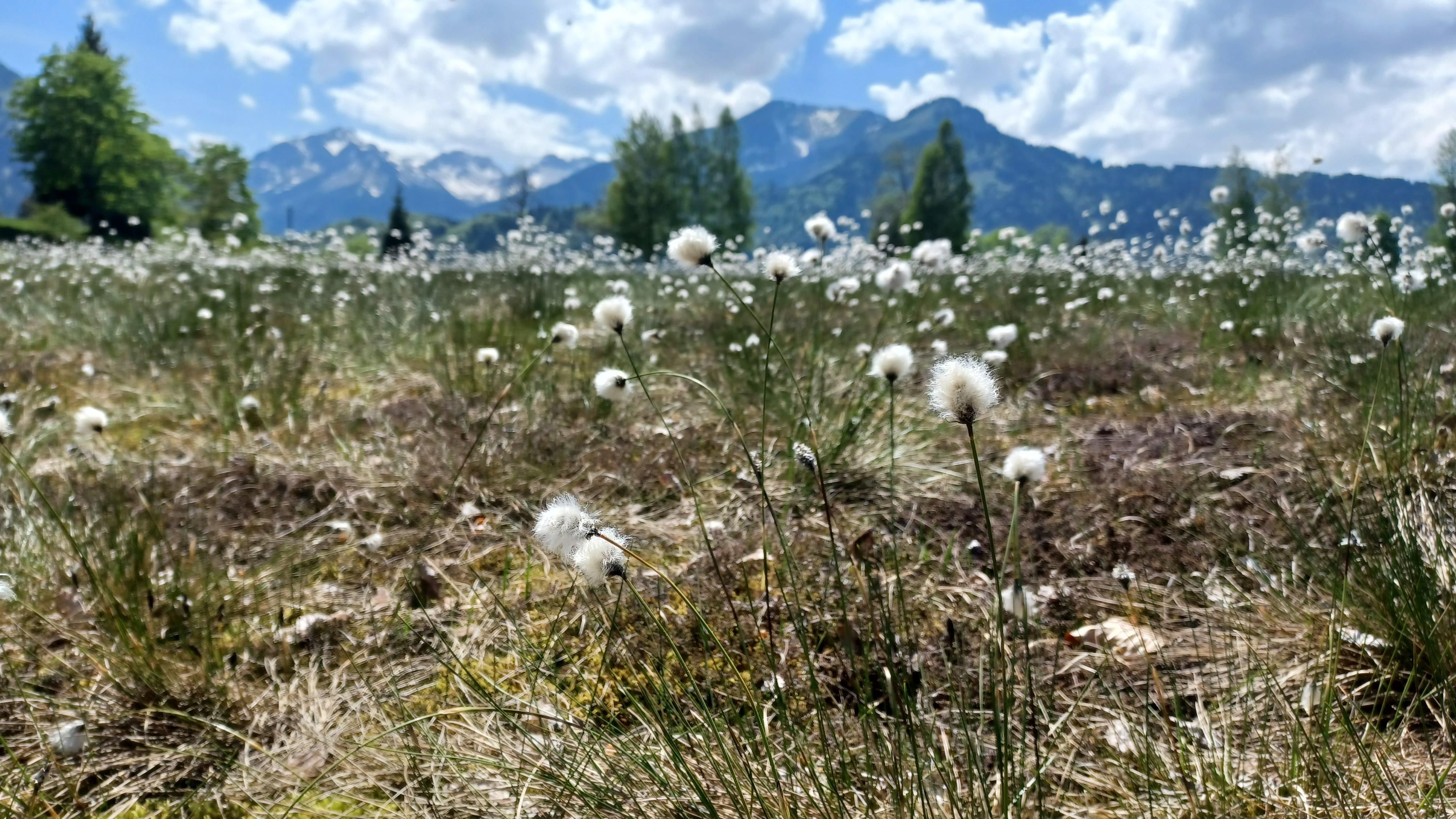 Das Bild zeigt eine weite Moorlandschaft mit blühendem Wollgras, das unter einem sonnigen Himmel mit einzelnen Wolken steht. Im Hintergrund erheben sich majestätische, schneebedeckte Berge.