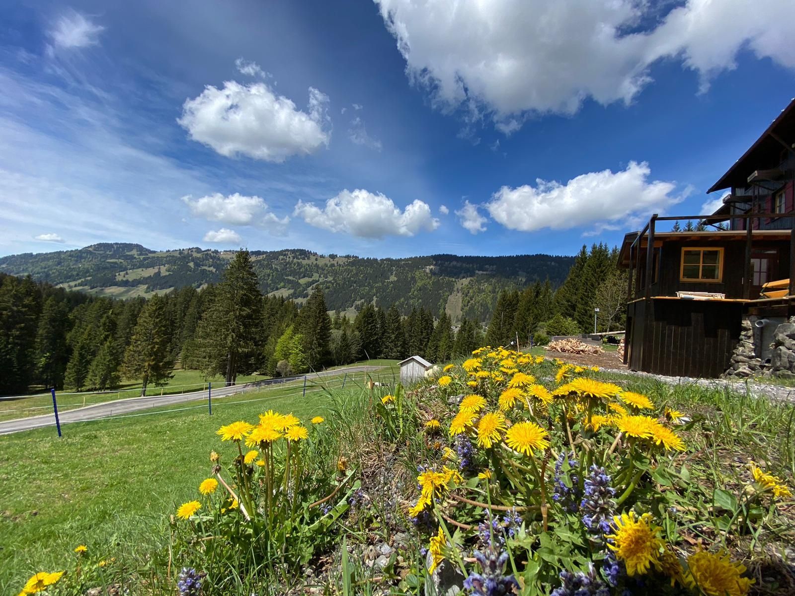 Gelber Löwenzahn am Berghotel "Boden" bei Balderschwang
