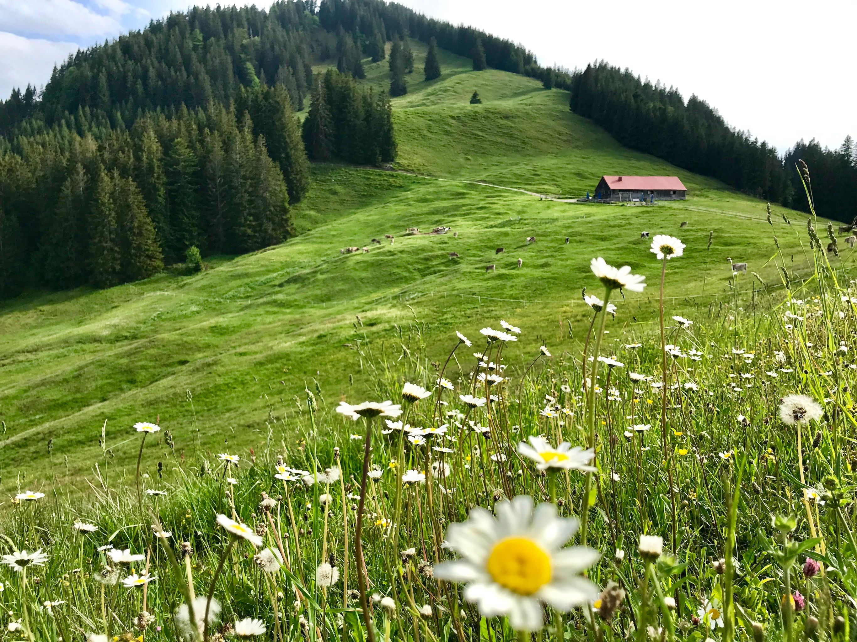 Bergwiese mit Gänseblümchen, im Hintergrund das bewaldete Sigiswanger Horn mit einer Alpe 