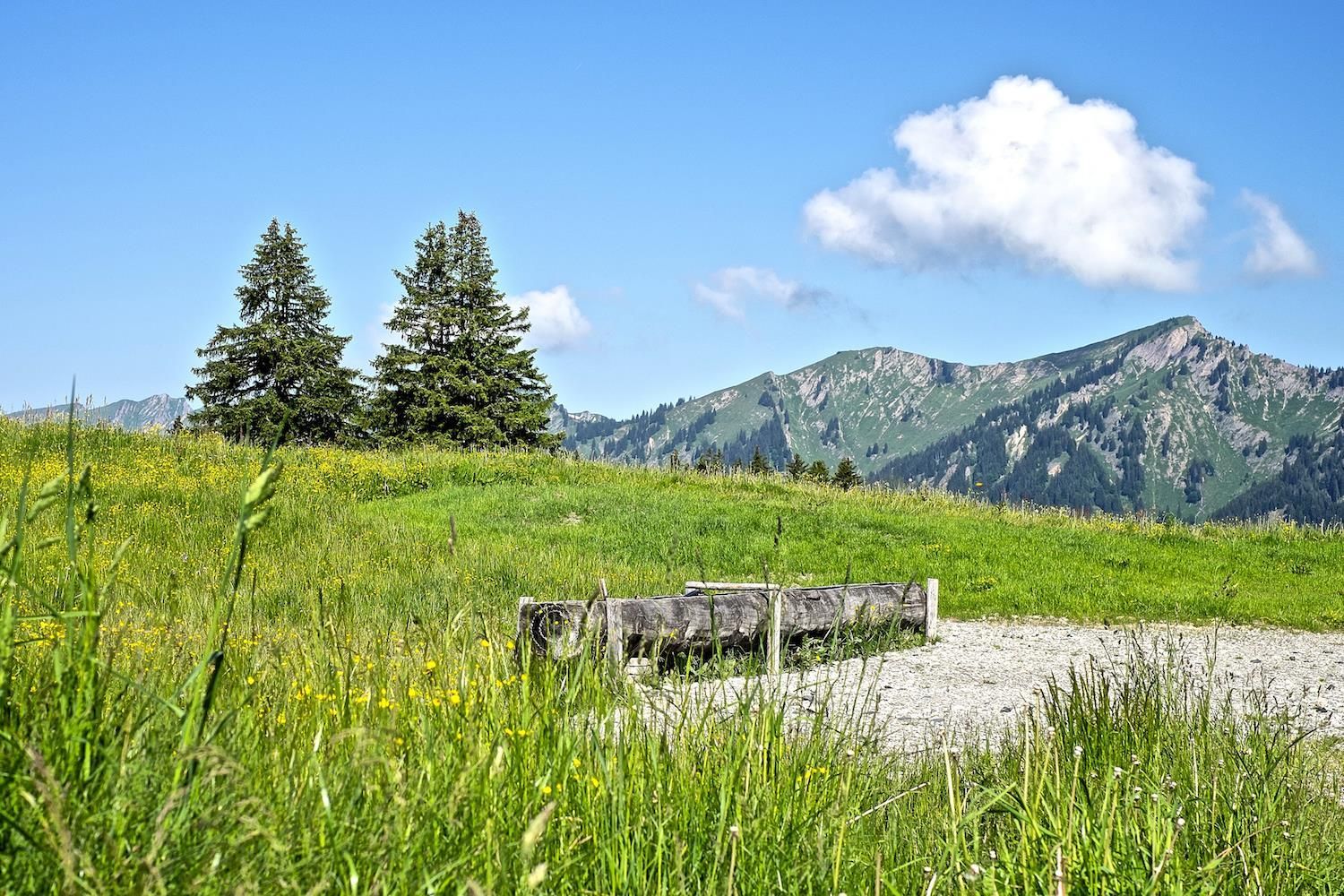 Saftige Bergwiesen am Ofterschwanger Horn mit Blick auf die Nagelfluhkette