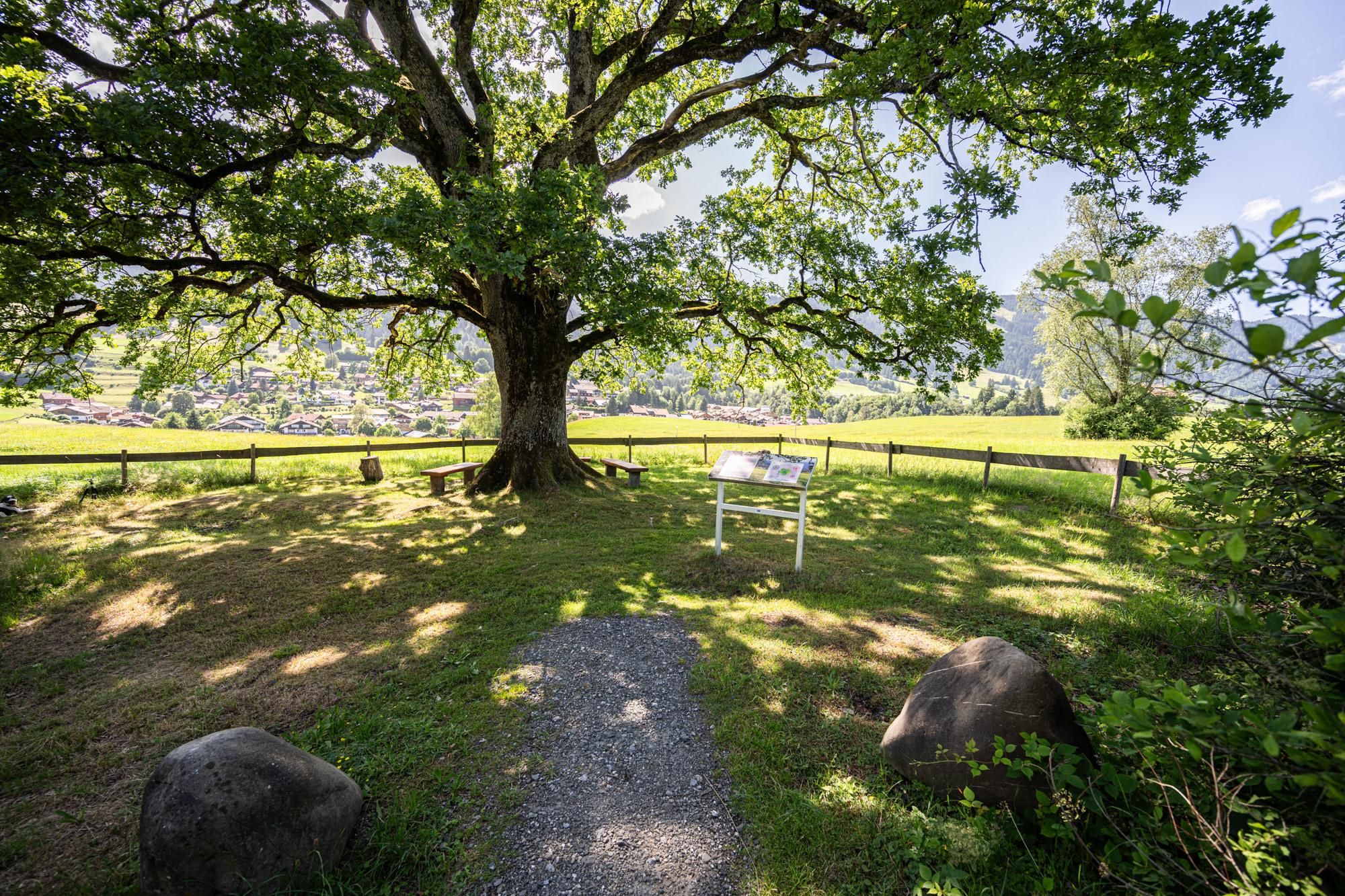 Ort der Besinnung Obermaiselstein: Große Eiche, Holzbänke, Informationstafel, Holzzaun, Wiese, Steine, Blick auf Häuser und grüne Landschaft.