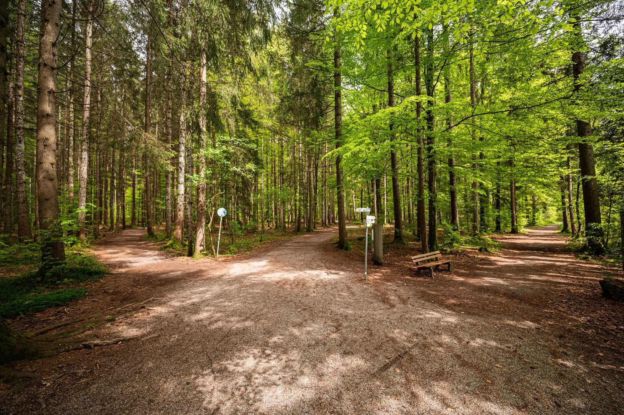 Eine Wegkreuzung im Auwald von Fischen