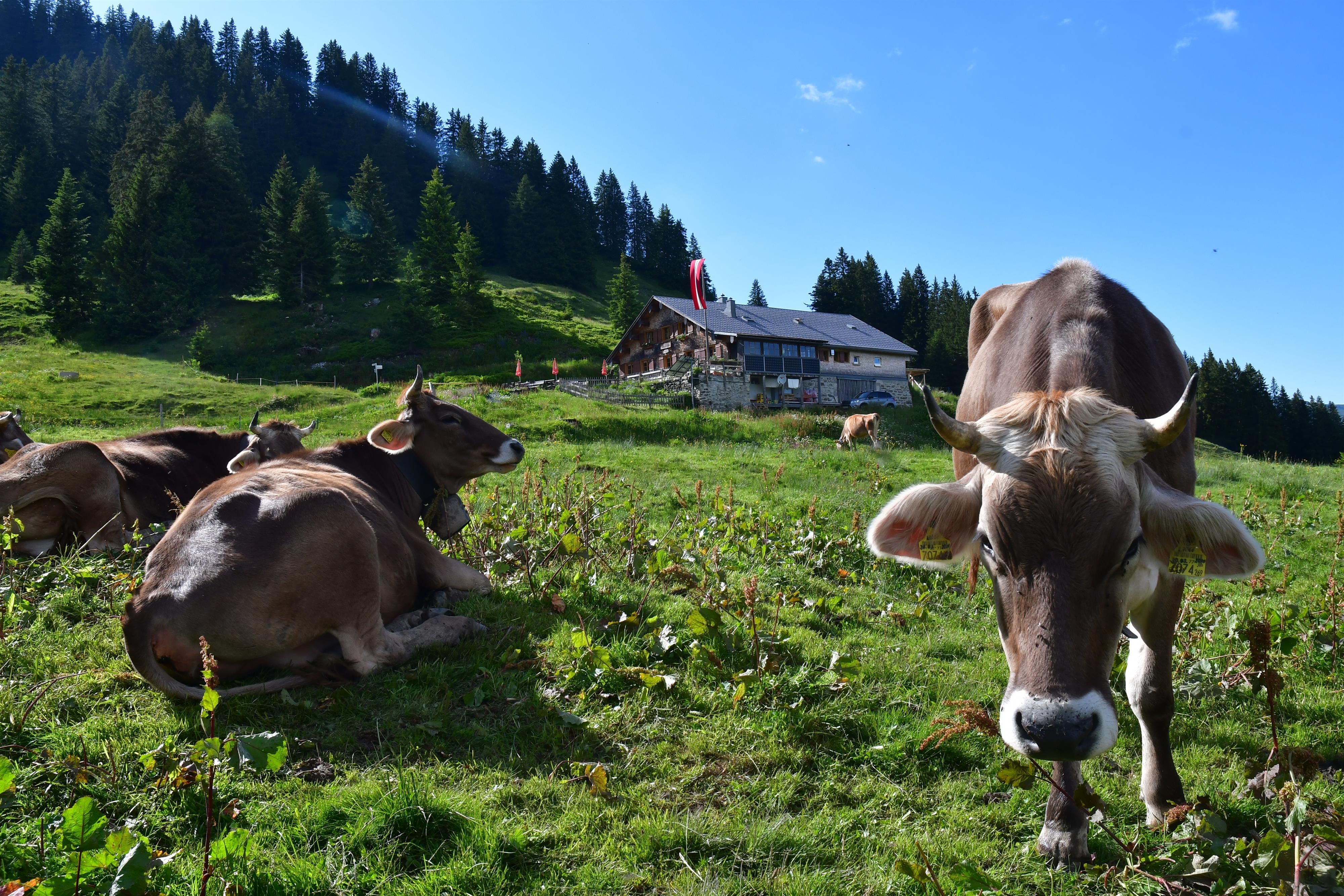 Mehrere braune Kühe auf grüner Bergwiese. Hütte mit dunklem Dach im Hintergrund.