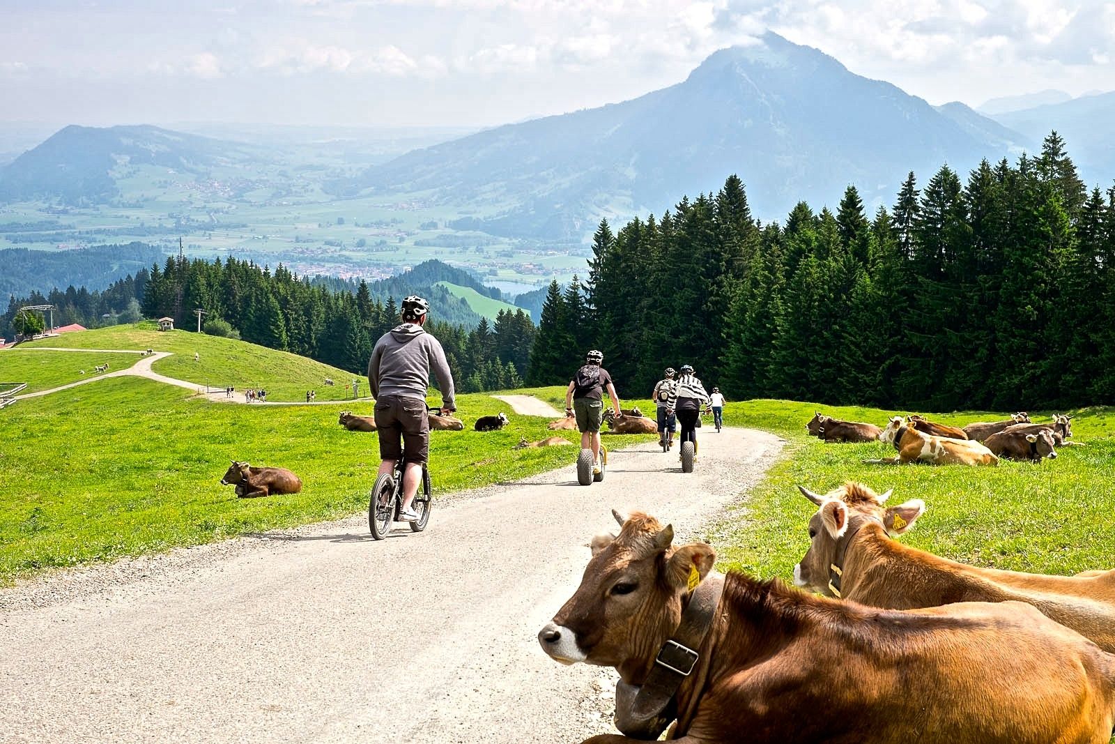 Downhill-Roller und Kühe bei der Talwanderung vom Ofterschwanger Horn