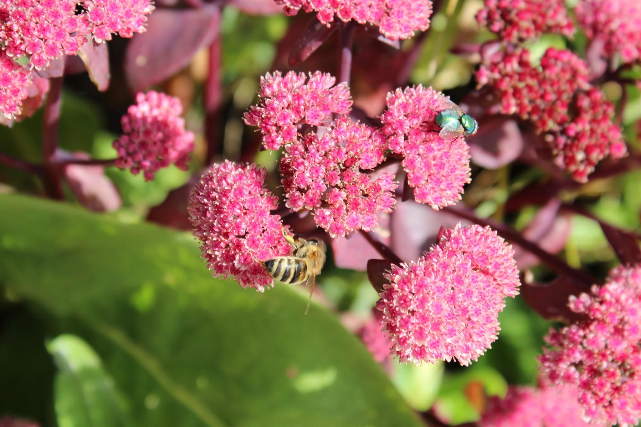 Nahaufnahme von rosafarbenen Blütenständen, eine Honigbiene sammelt Nektar, eine grüne Schmeißfliege sitzt auf einer Blüte.