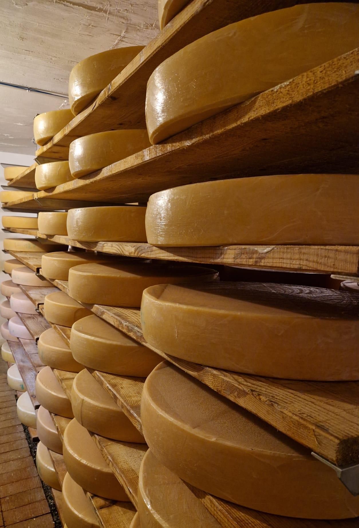Käse im Käsekeller im Regalen.