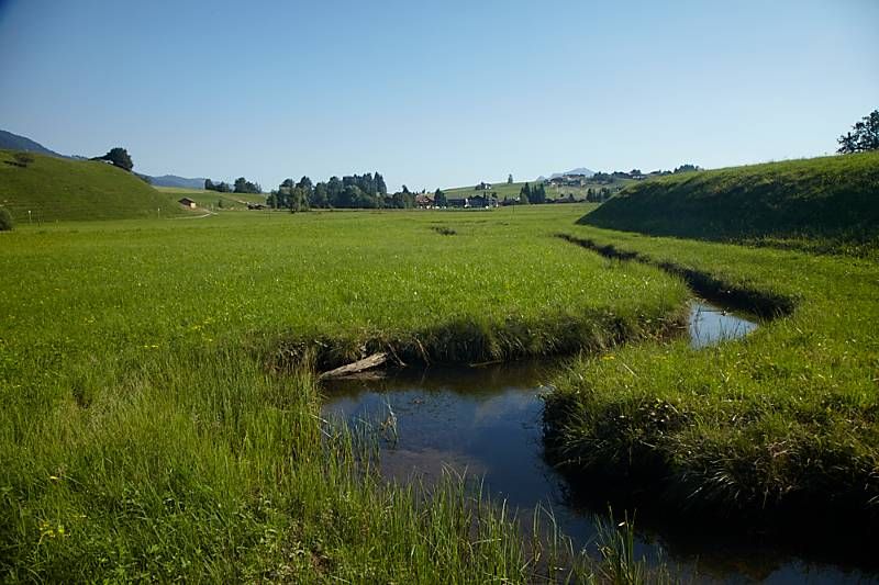 Riedbach führt durch grüne Wiese bei Obermaiselstein