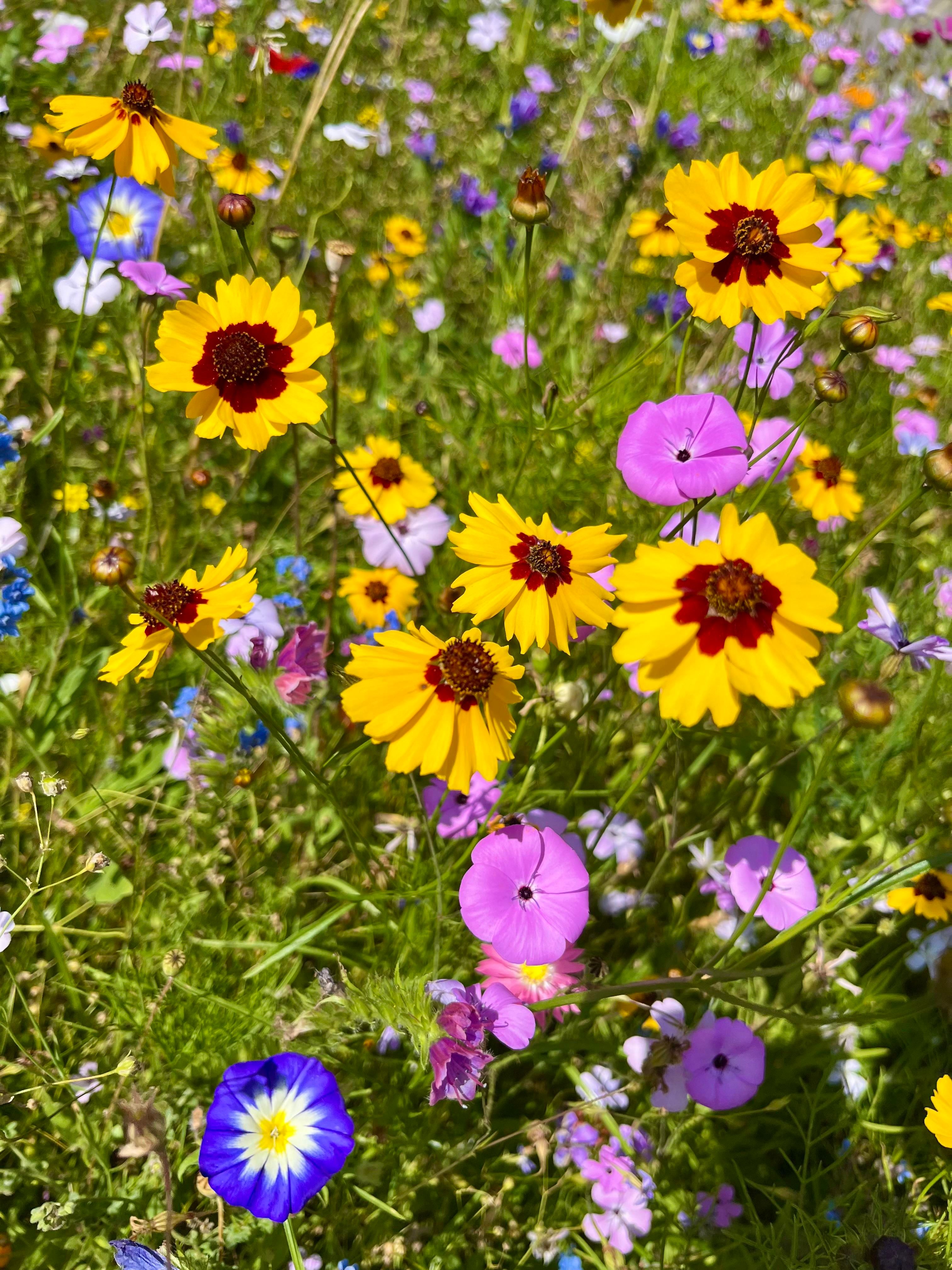 Ein bunter Blumenwiese mit gelben und rosa Blumen. Die Blumen blühen in verschiedenen Farben und schaffen eine lebendige Atmosphäre.