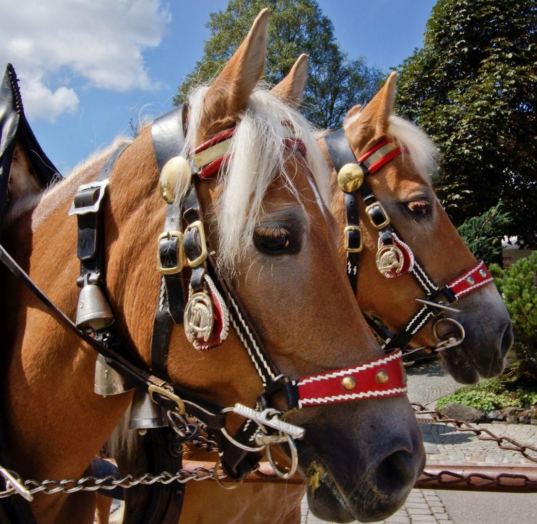 Zwei Haflinger Pferde sind mit einem Geschirr und Zaumzeug geschmückt.