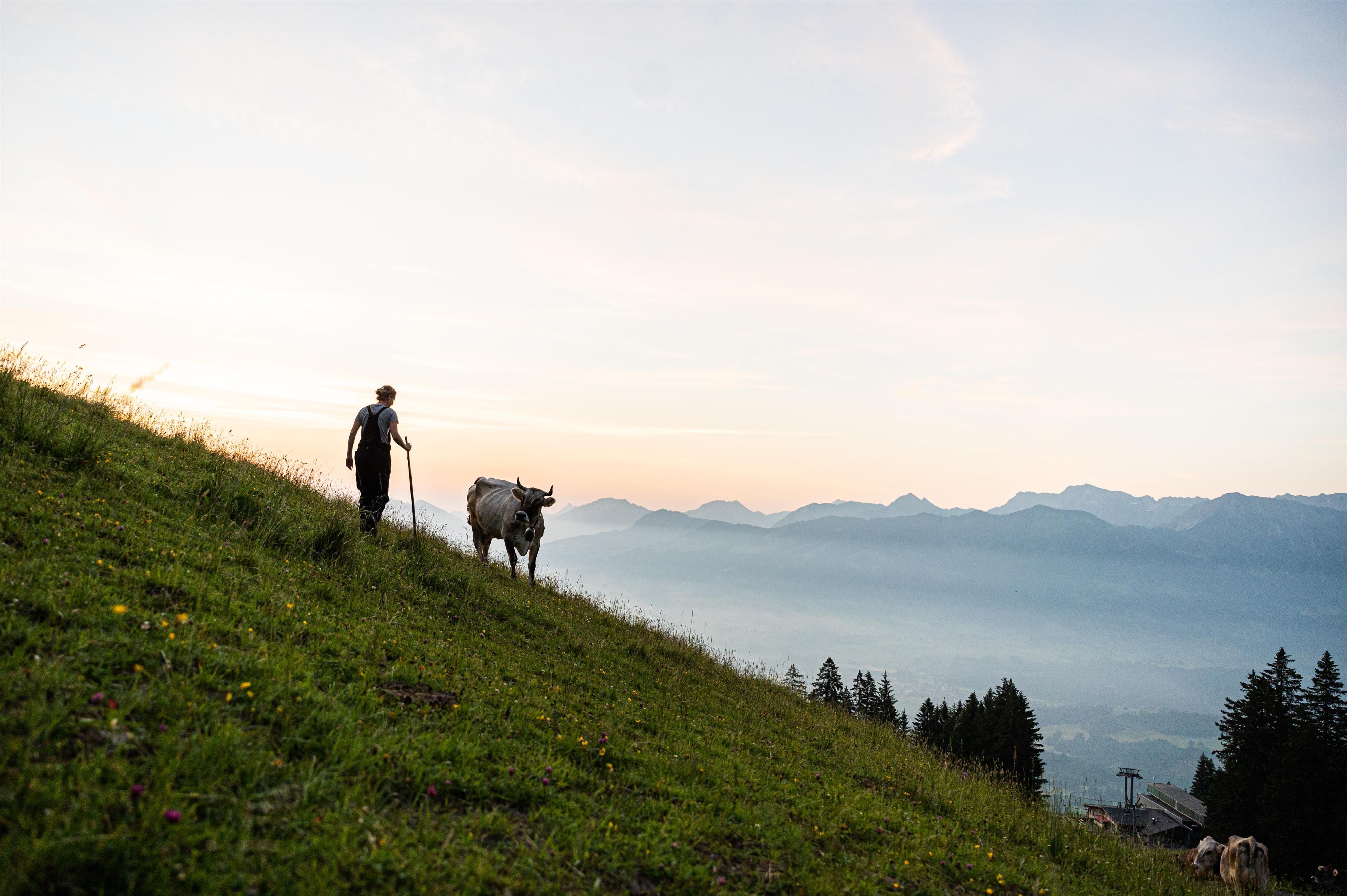 Eine Person führt eine helle Kuh einen grünen Hang hinauf. Im Hintergrund eine sanfte Berglandschaft unter einem hellen Himmel. Einige Bäume sind ebenfalls sichtbar.