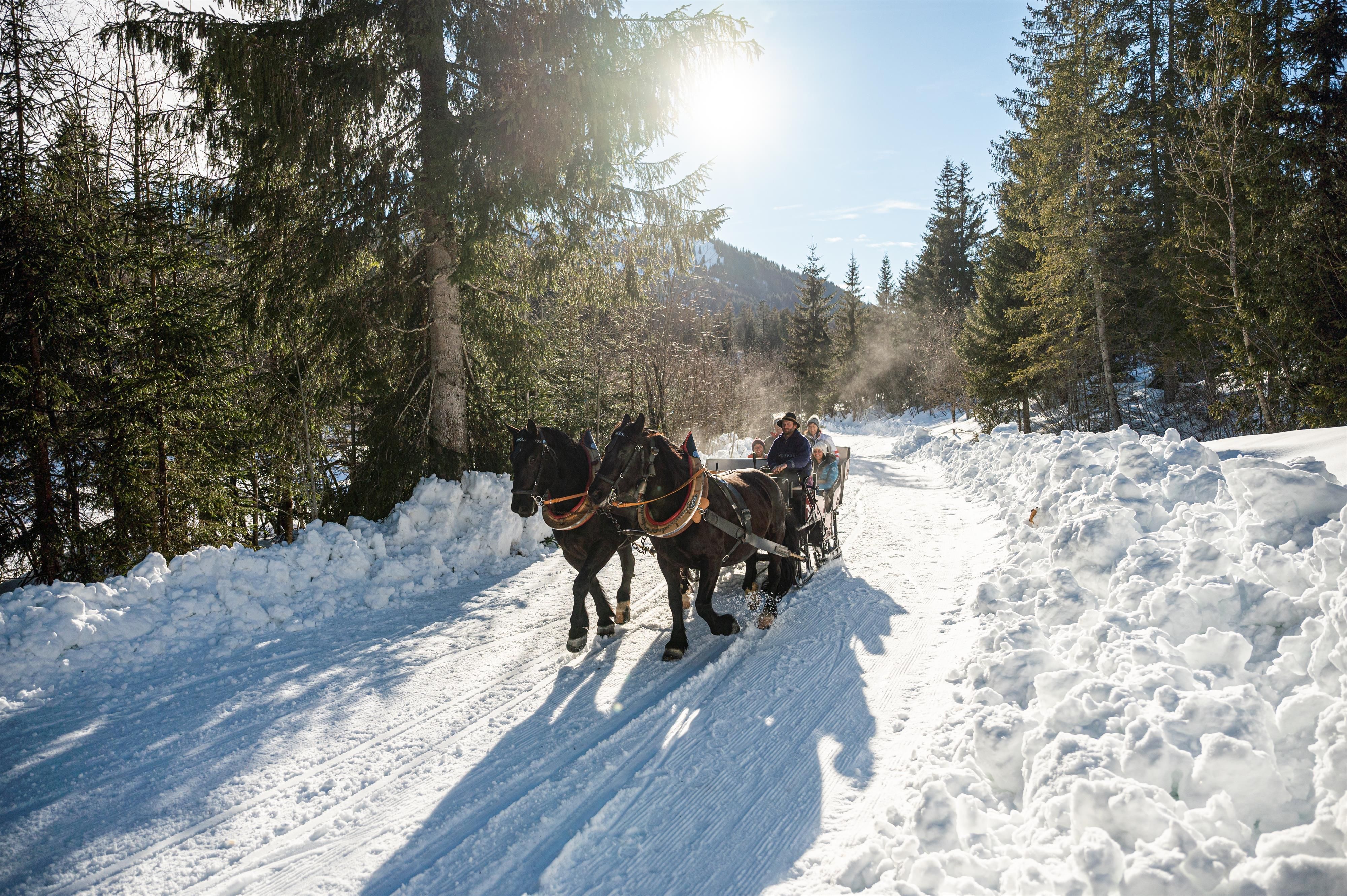 Zwei dunkle Pferde ziehen einen offenen Pferdeschlitten auf einem verschneiten Weg durch einen winterlichen Wald.