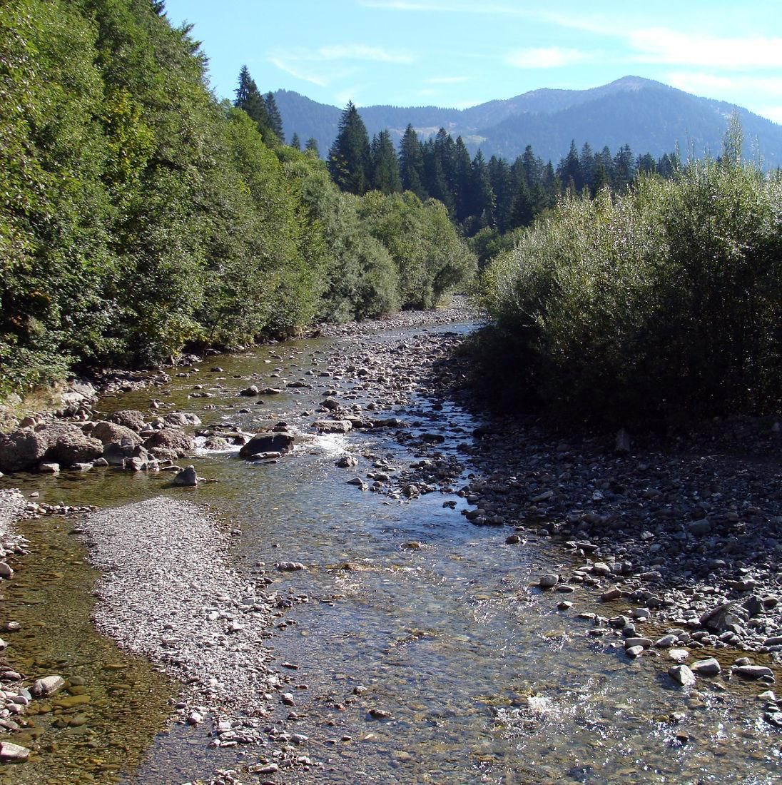 Die Bolgenach gesäumt von Wäldern im Hochtal Balderschwang