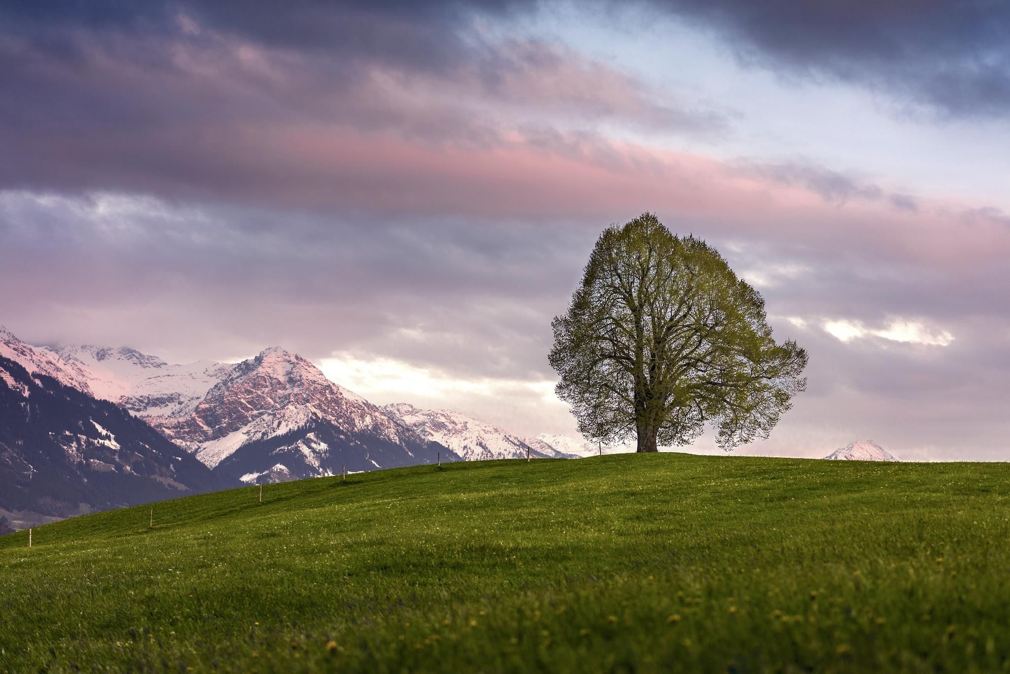 Einzelner Baum auf grüner Hügelkuppe vor schneebedeckten Bergen unter einem Himmel mit violetten und grauen Wolken.