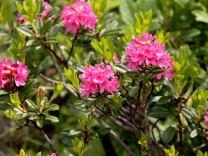Alpenrosenblüte im Naturpark Nagelfluhkette in den Hörnerdörfern im Allgäu, © Pixabay