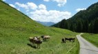 Die Alpe Zunkleiten im Bolgental bei Bolsterlang, © Tourismus Hörnerdörfer