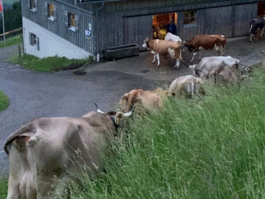 Das letzte Mal die Kühe bei Regen eintreiben...