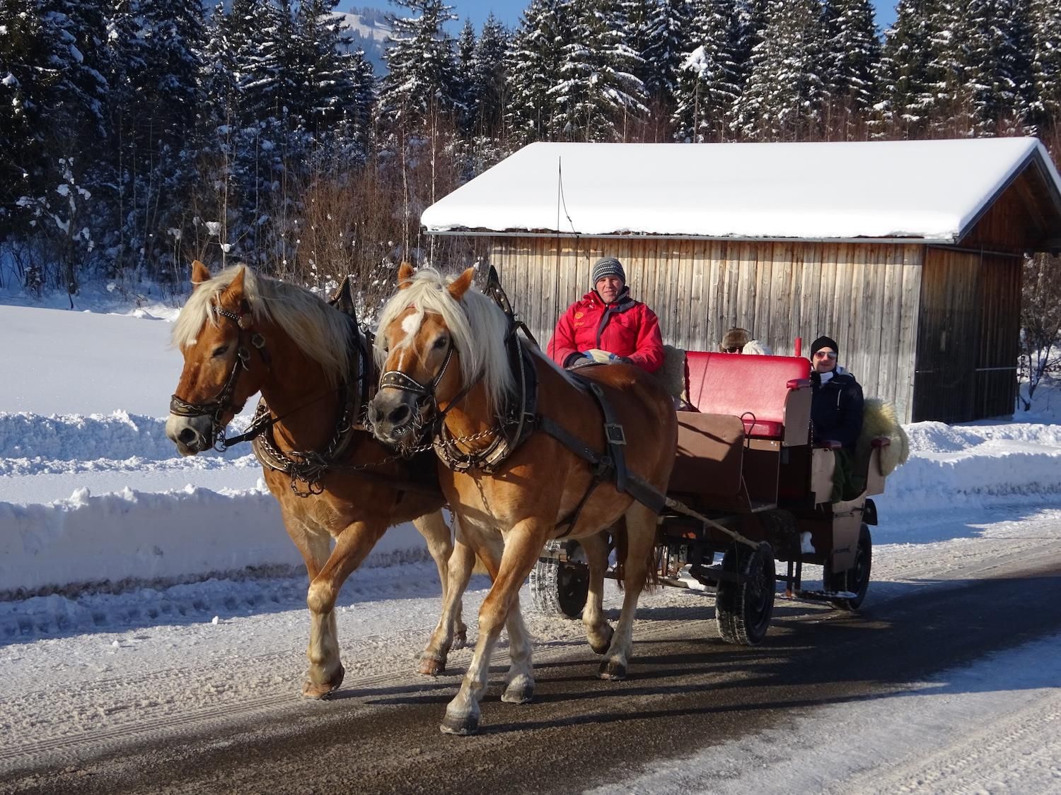Zwei helle Haflinger Pferde mit blonden Mähnen ziehen eine Kutsche auf einer teilweise schneebedeckten Straße. Zwei Personen sitzen in der roten Kutsche.