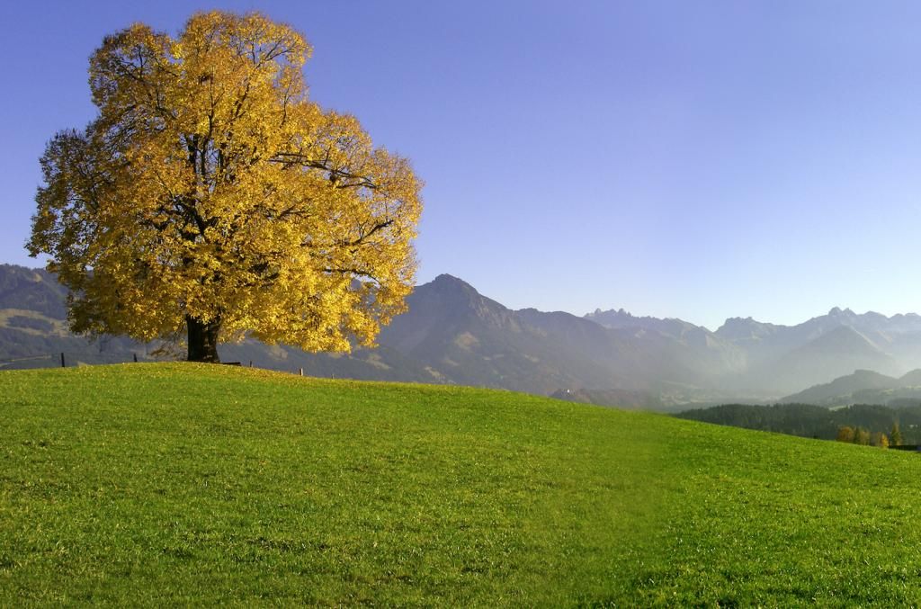 Alte Friedensliende im Herbstlaub auf der Wittelsbacher Höhe bei Ofterschwang. 