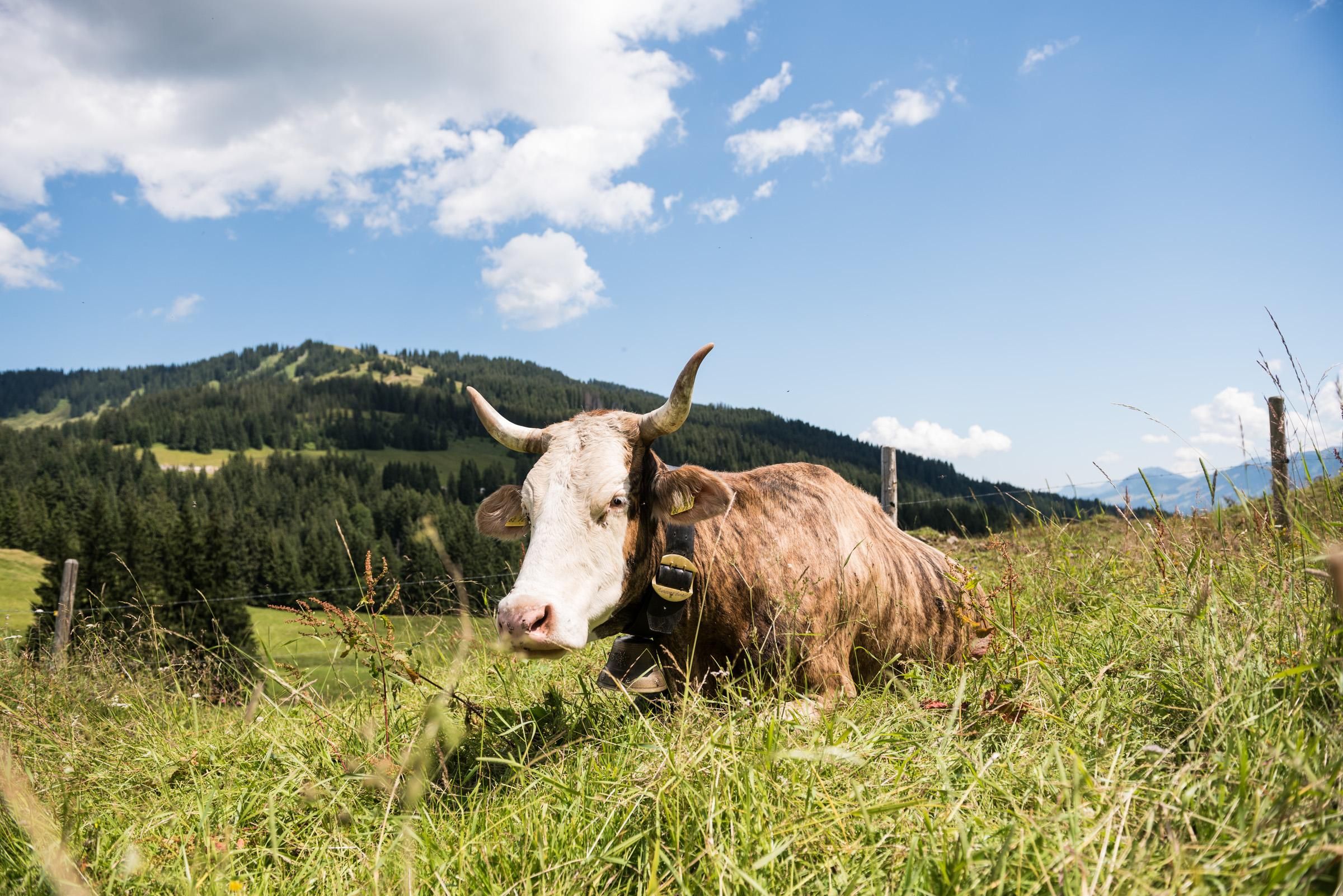 Alpwanderung in Obermaiselstein