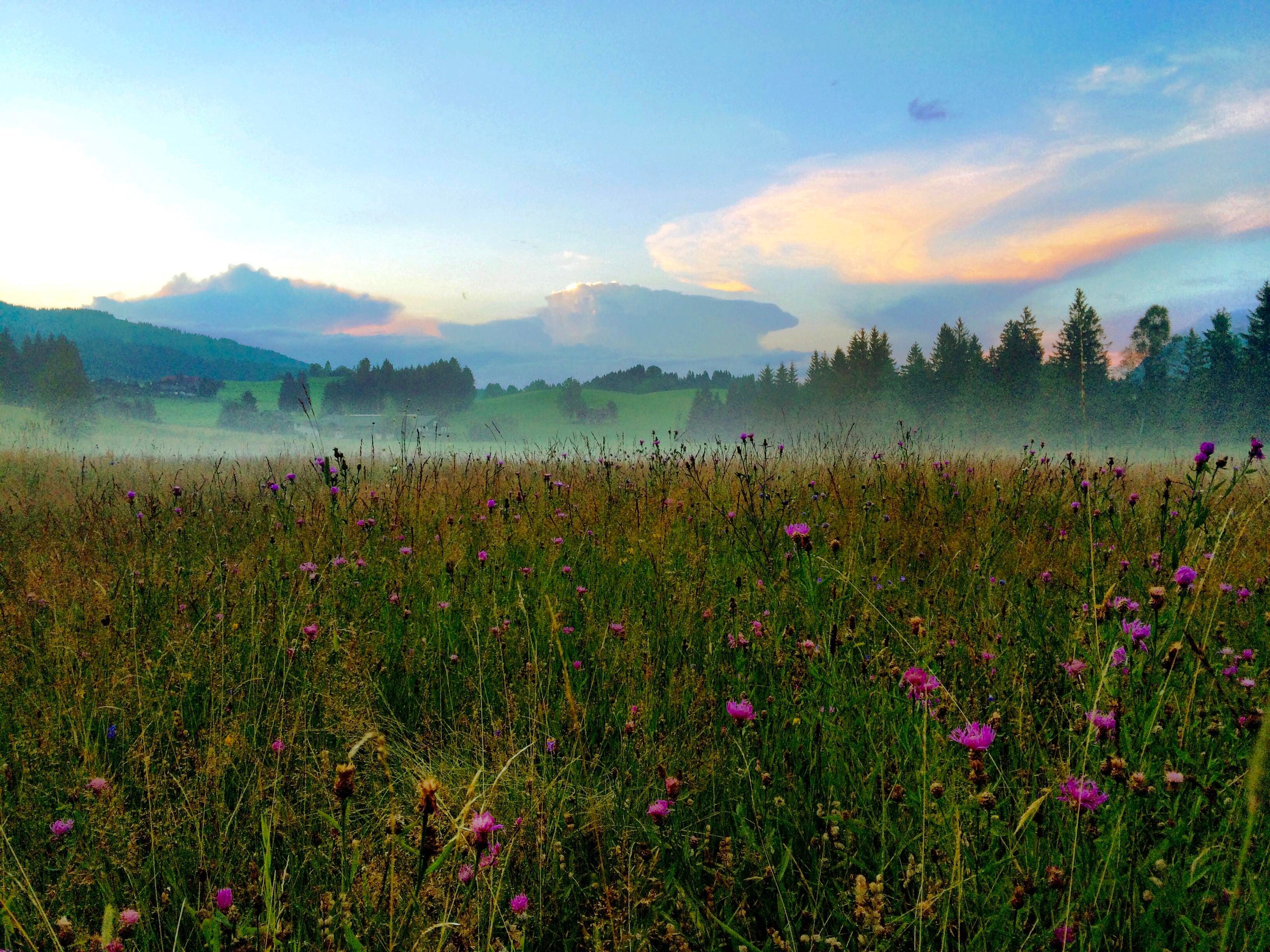 Eine blühende Wiese mit bunten Blumen im Abendlicht. Sanfte Hügel und ein klarer Himmel schaffen eine friedliche Atmosphäre.